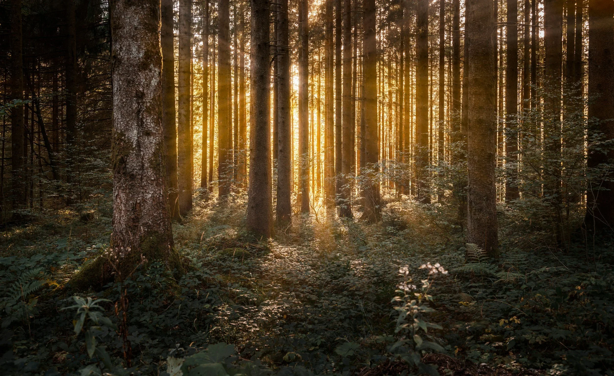 Emerald Ash Borer: Growing Threat to North American Forests