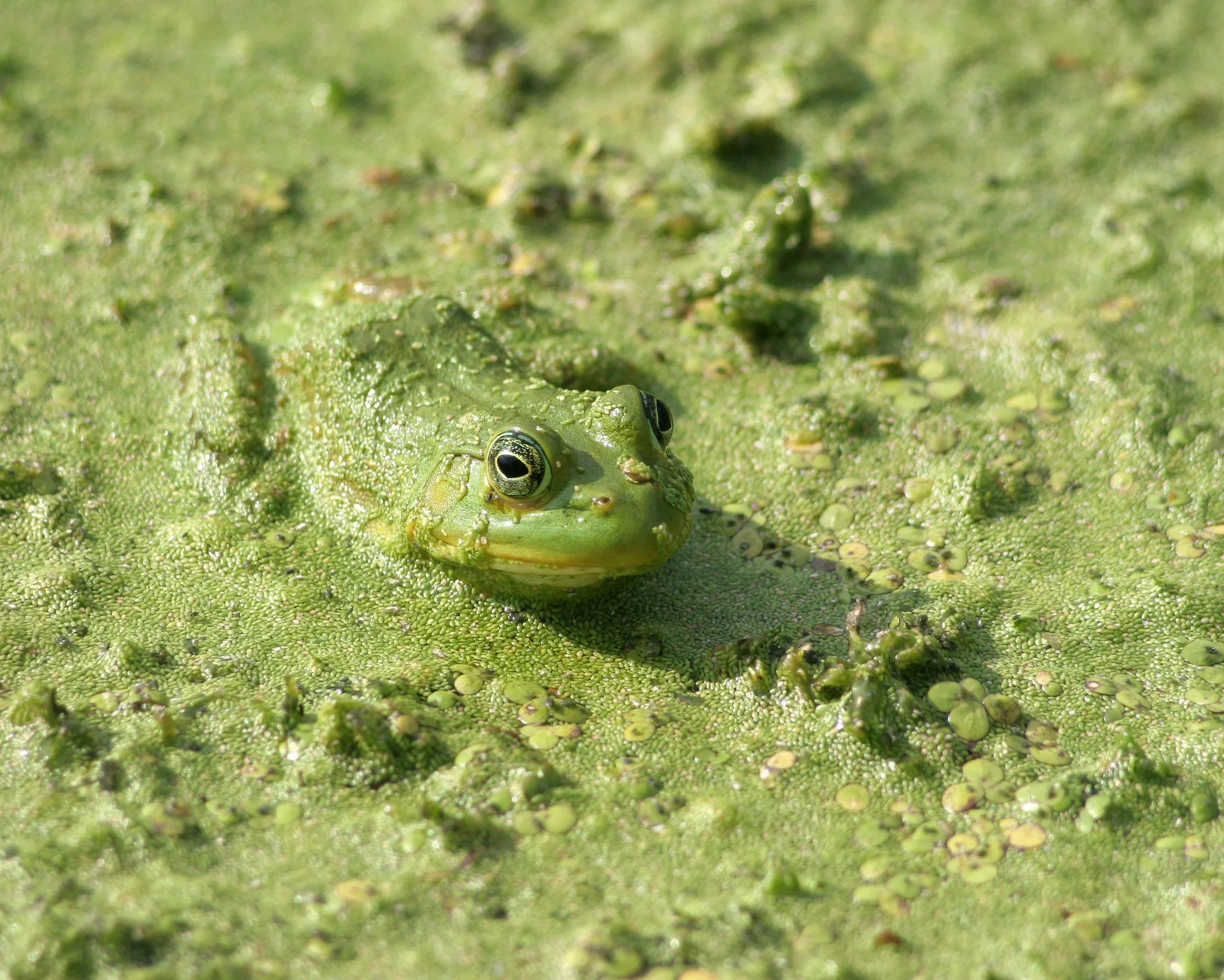What Is a Toxic Algal Bloom?