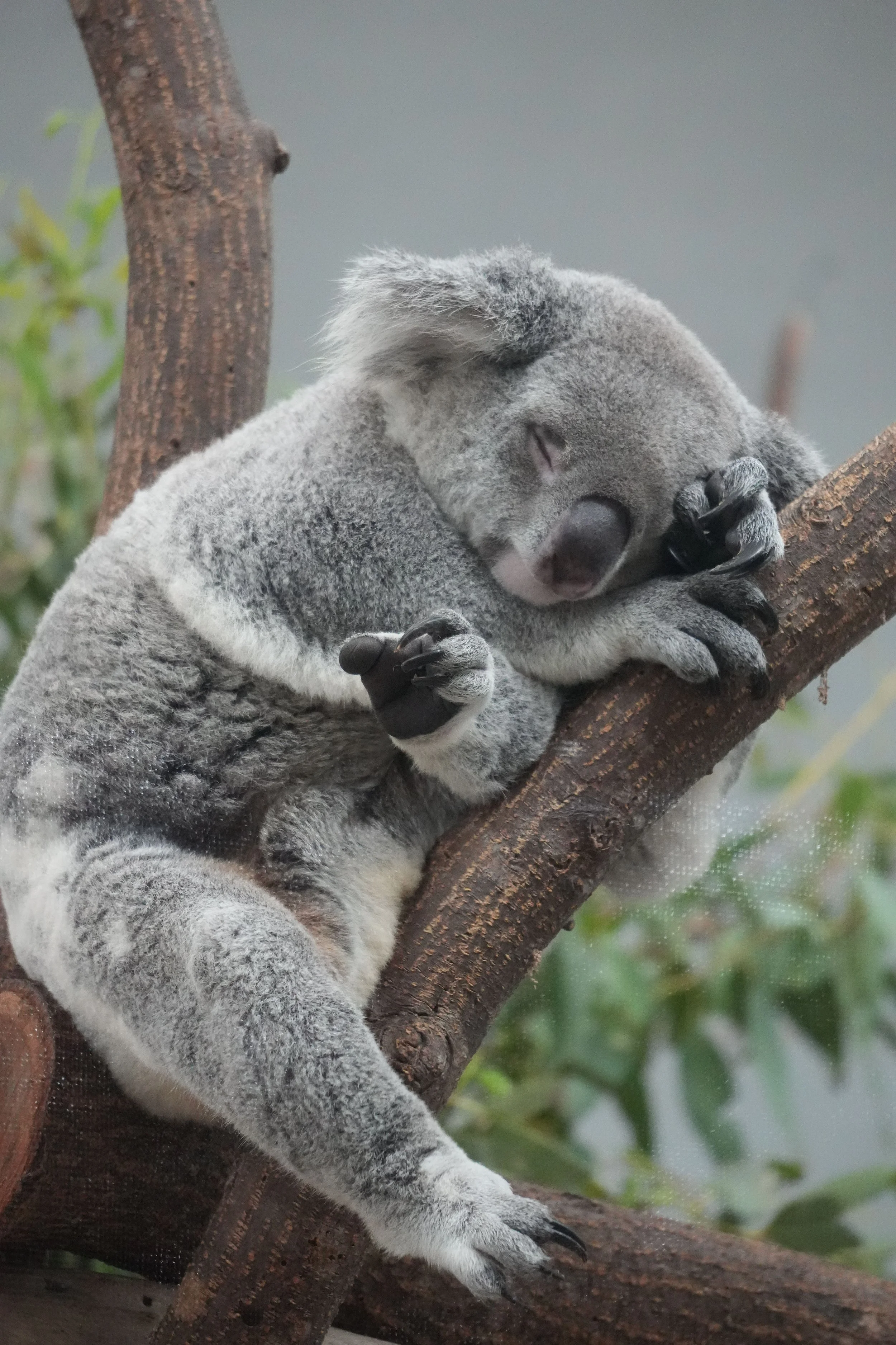 A sleeping koala bear resting on a tree branch with eyes closed and relaxed posture.
