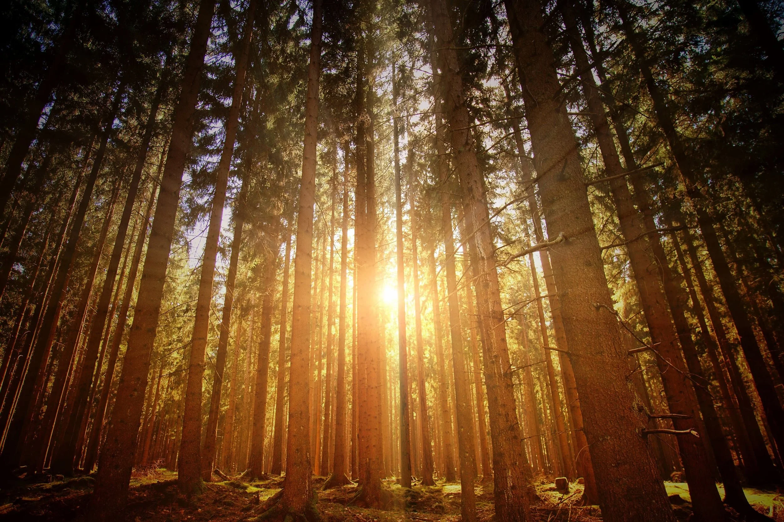 Sunlight filters through tall pine trees in a dense forest during sunset.