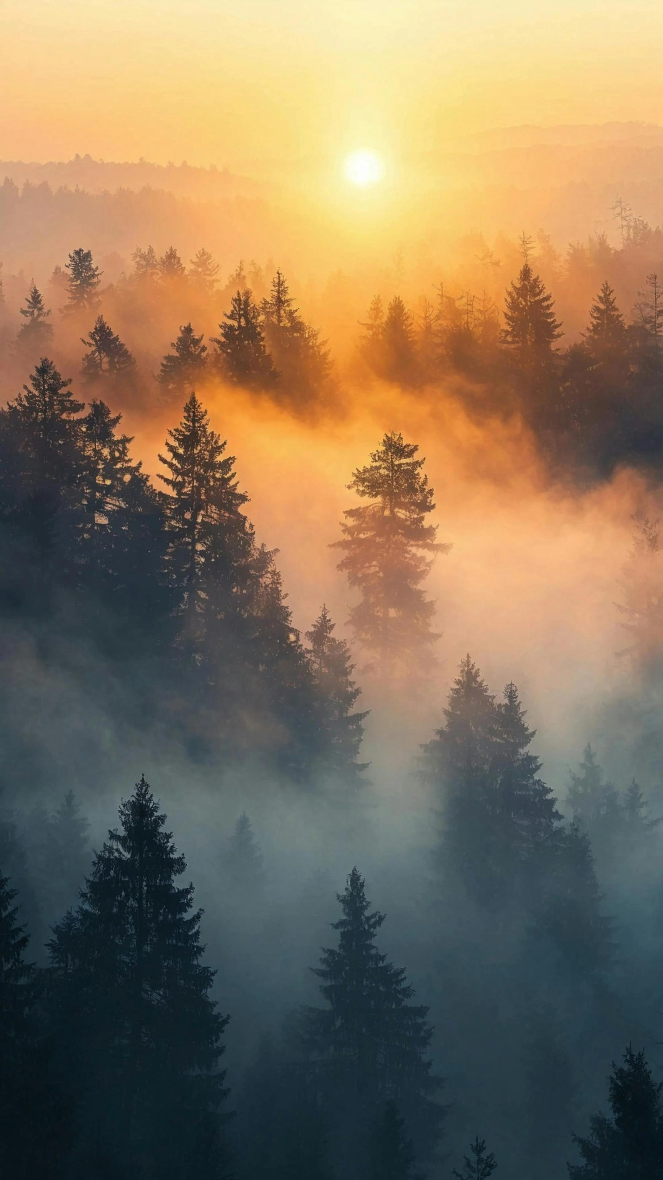 Sunrise over a forest with tall pine trees, with mist and haze creating a layered, atmospheric effect.