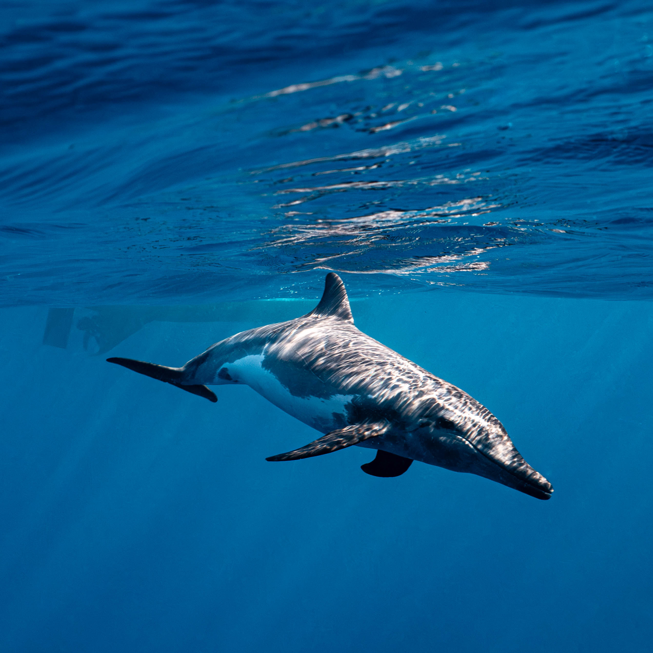 Mar Dolphins35.png