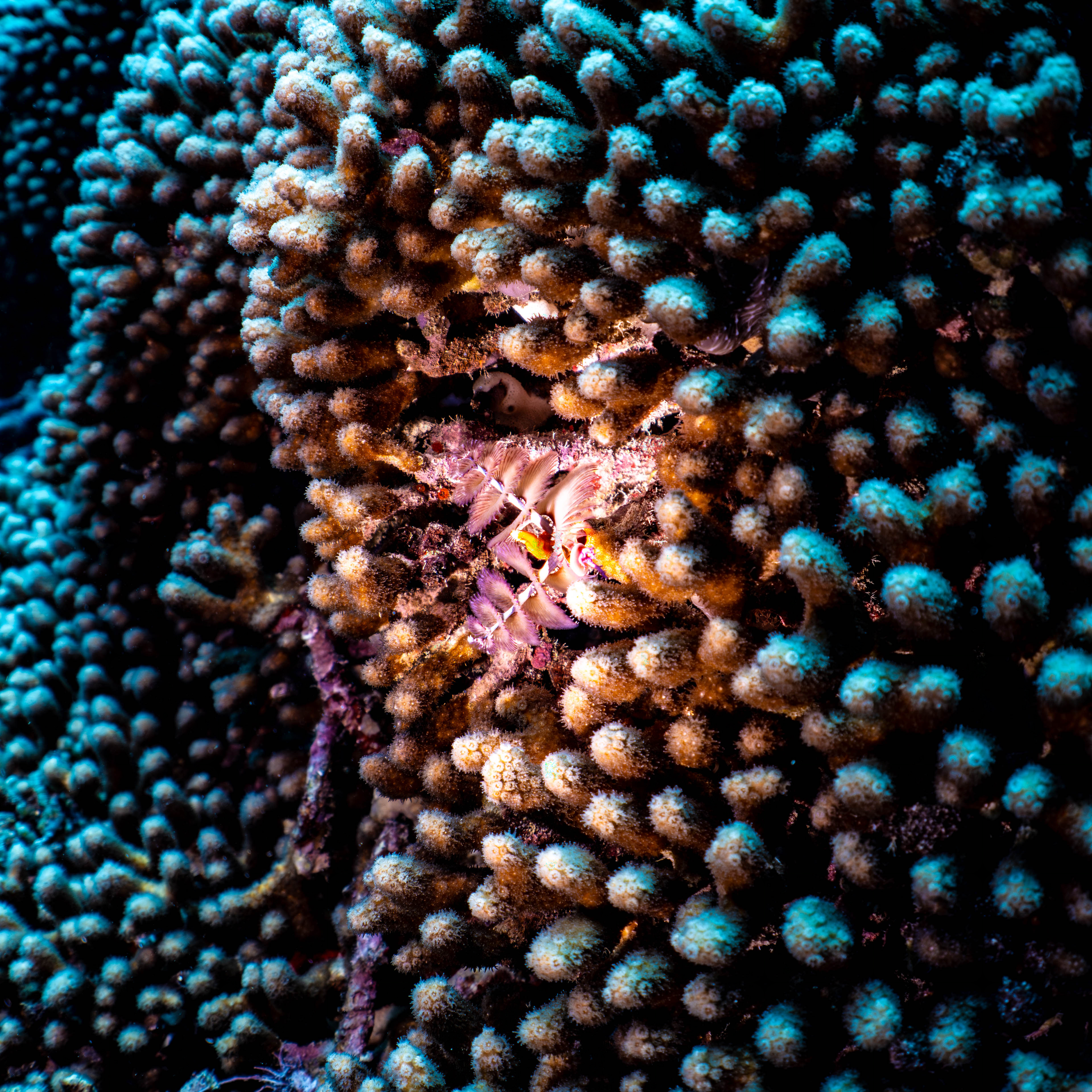 GoEco Fish Survey9.png
