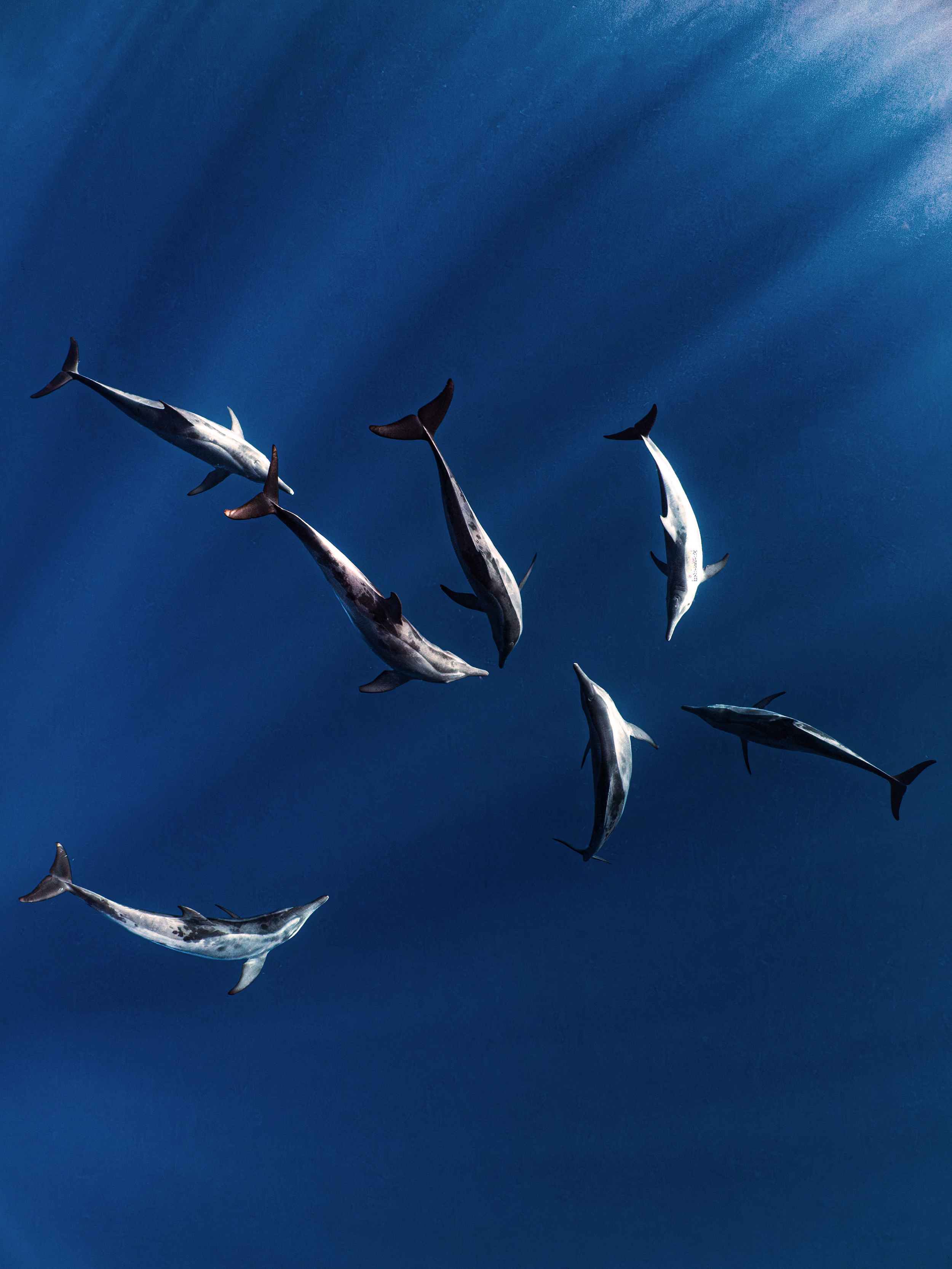 Mar Dolphins18.png