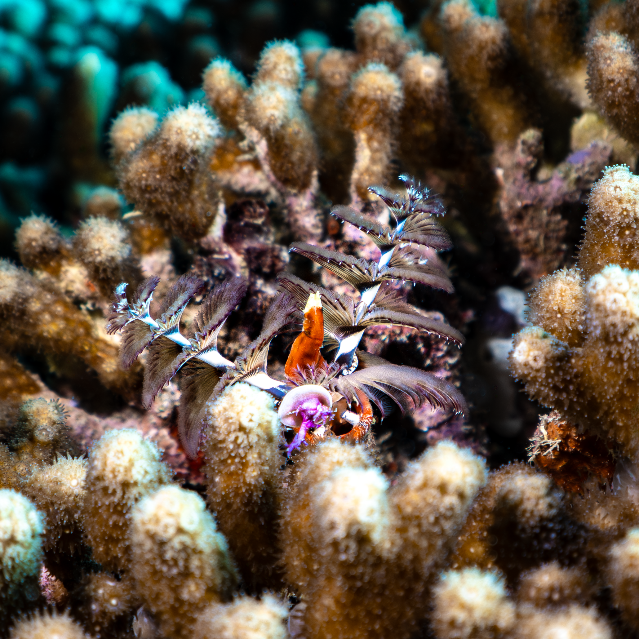 GoEco Fish Survey19.png