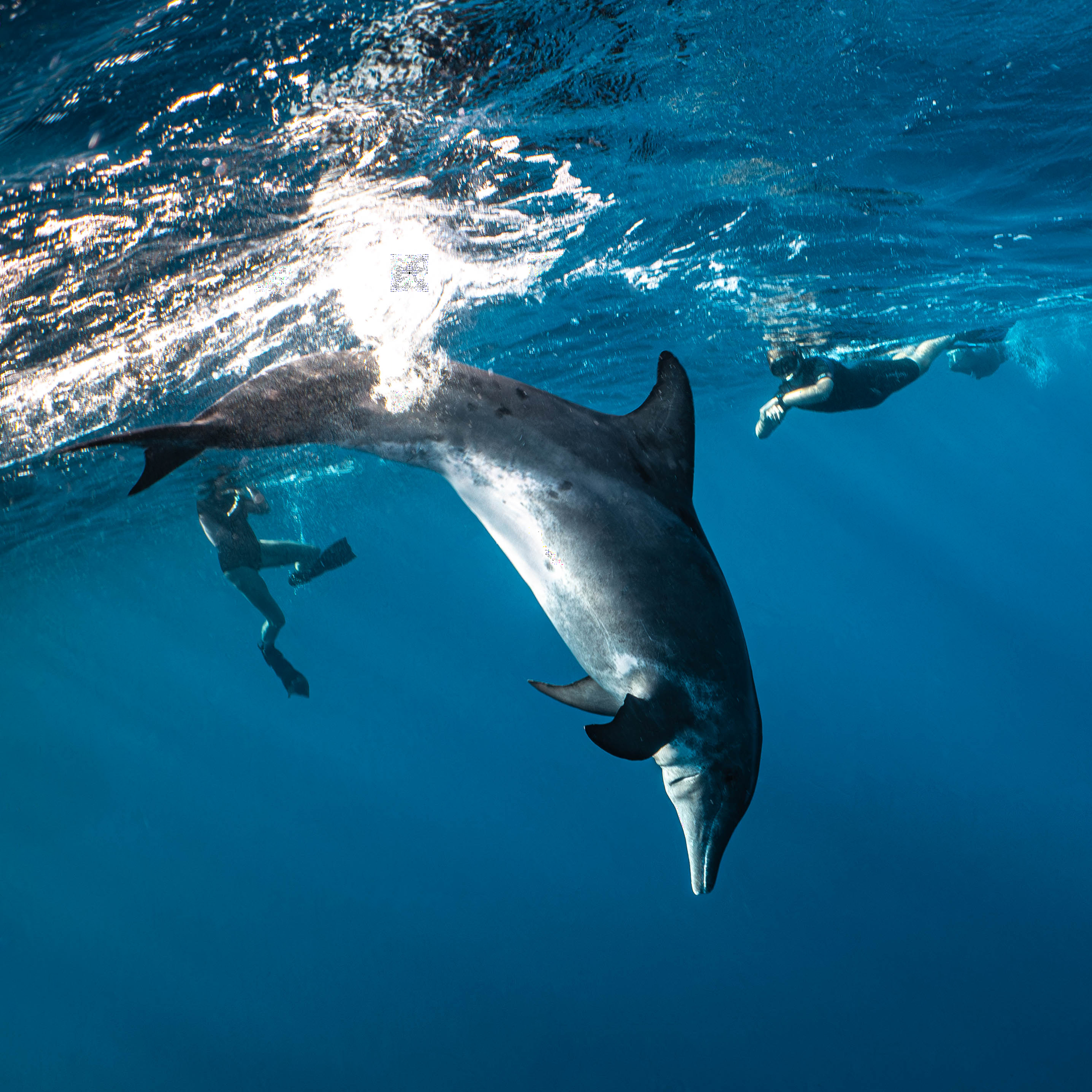 Mar Dolphins29.png
