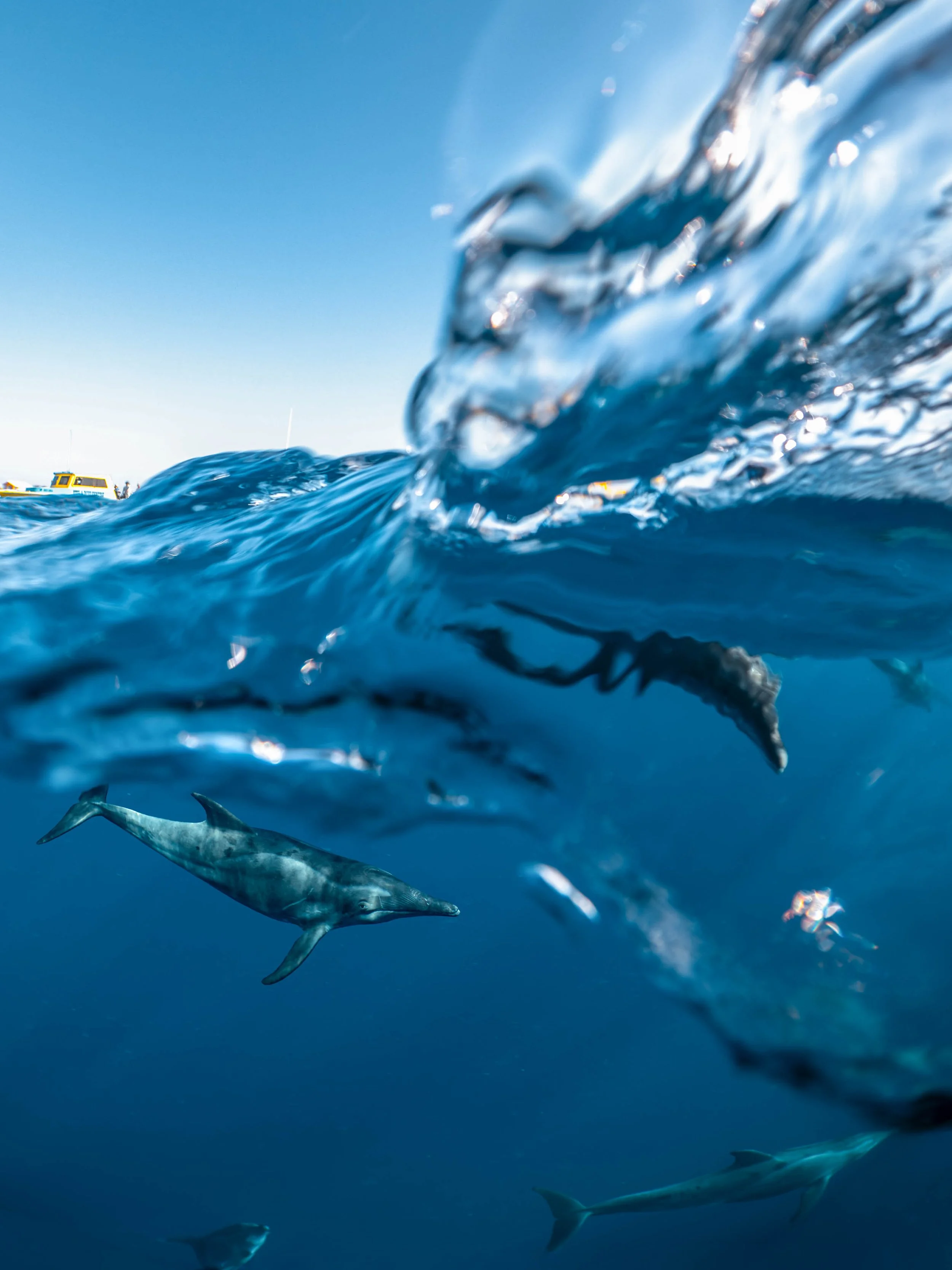 Mar Dolphins13.jpg