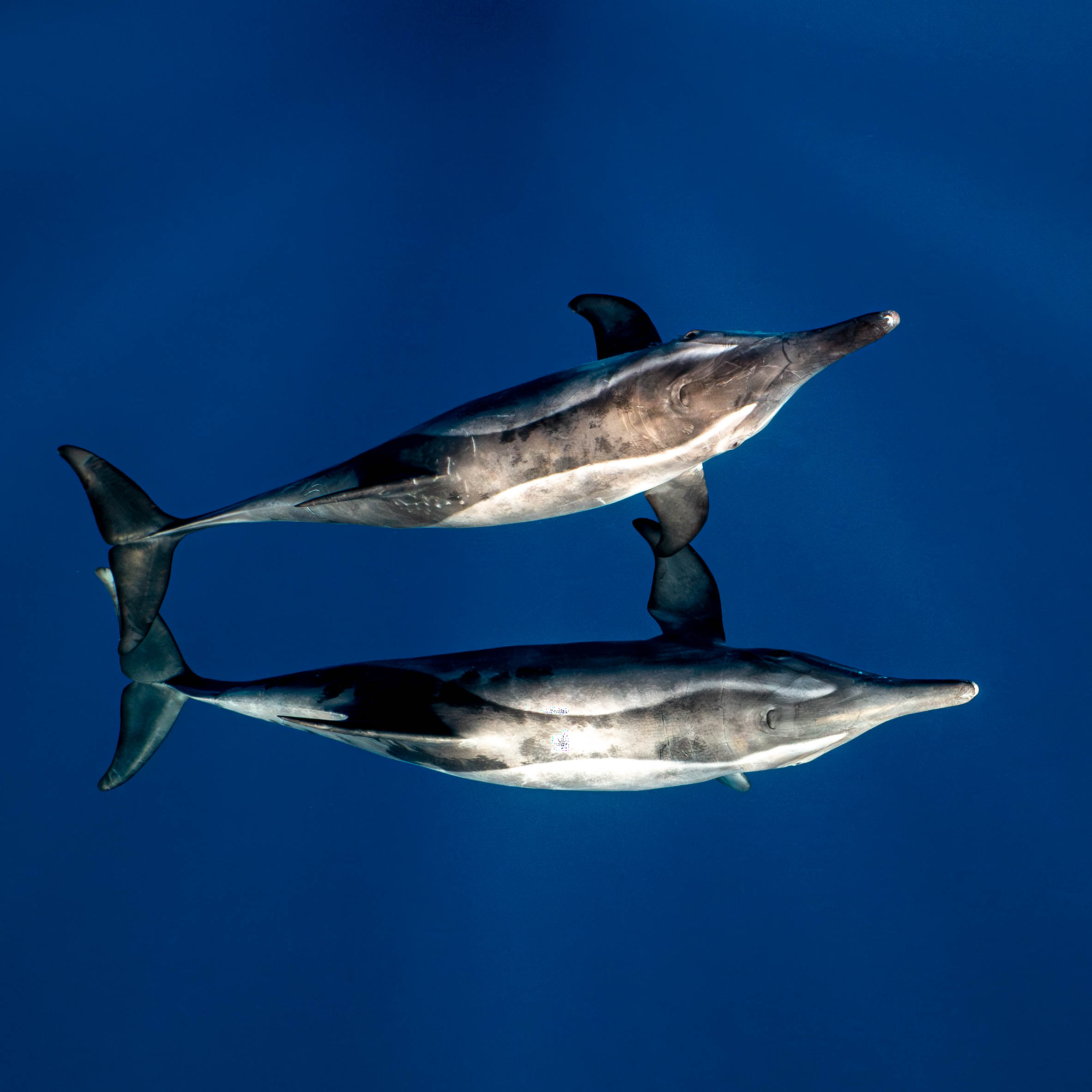 Mar Dolphins32.png