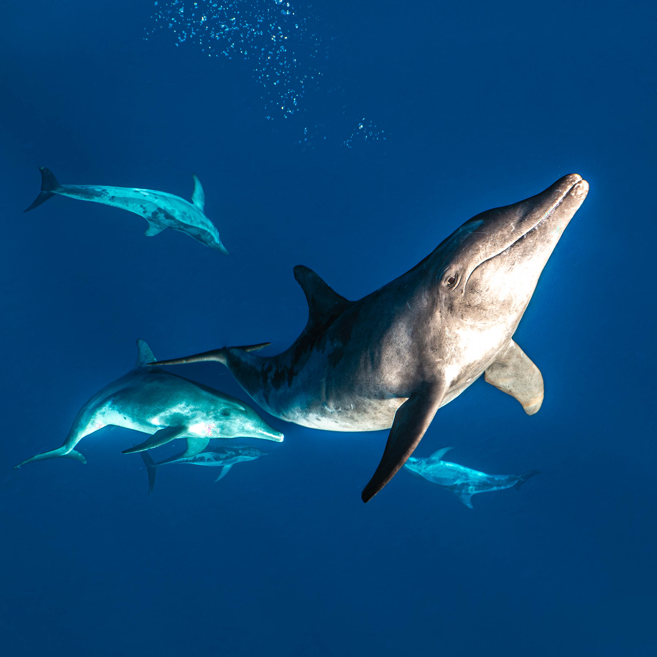 Mar Dolphins25.png