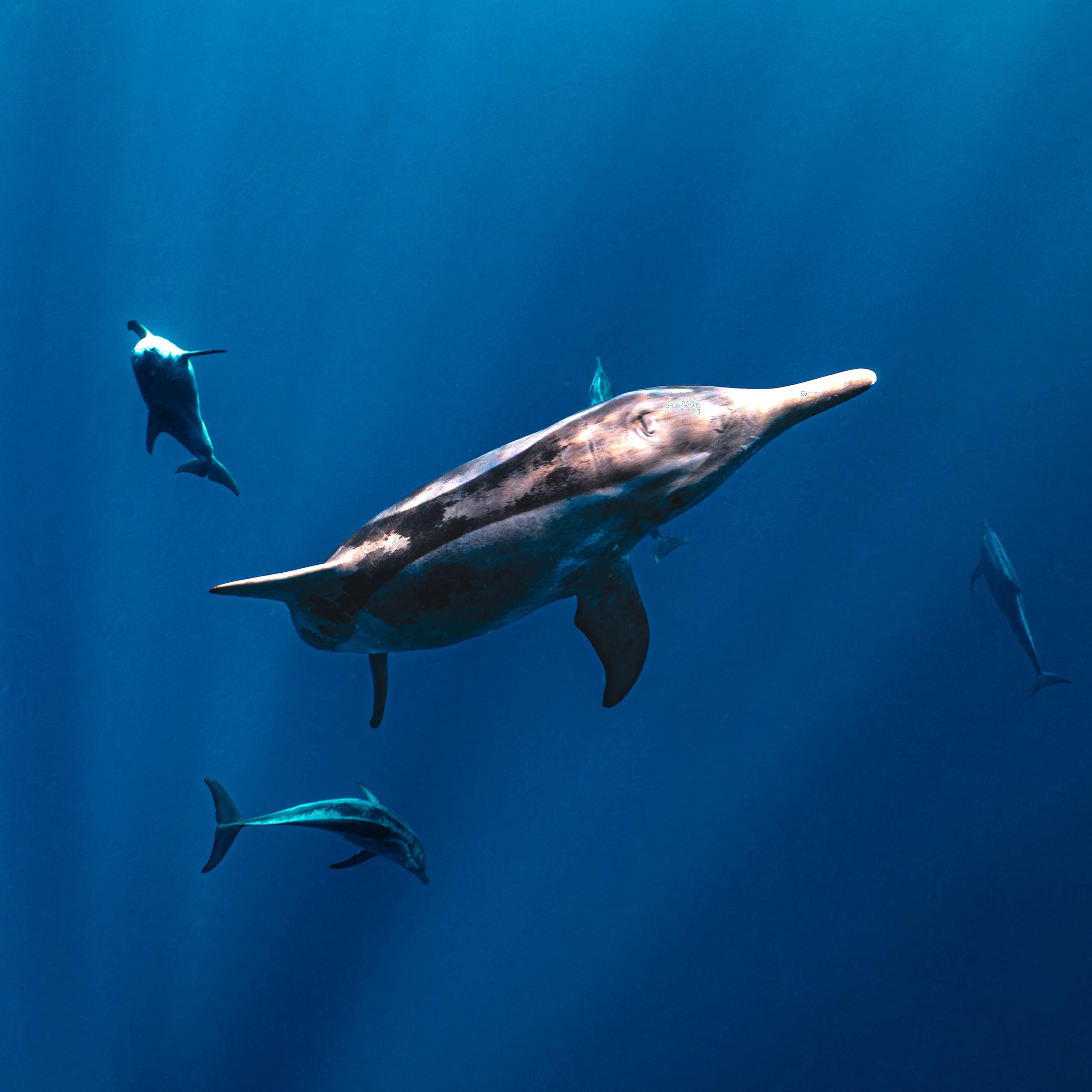 Mar Dolphins19.png