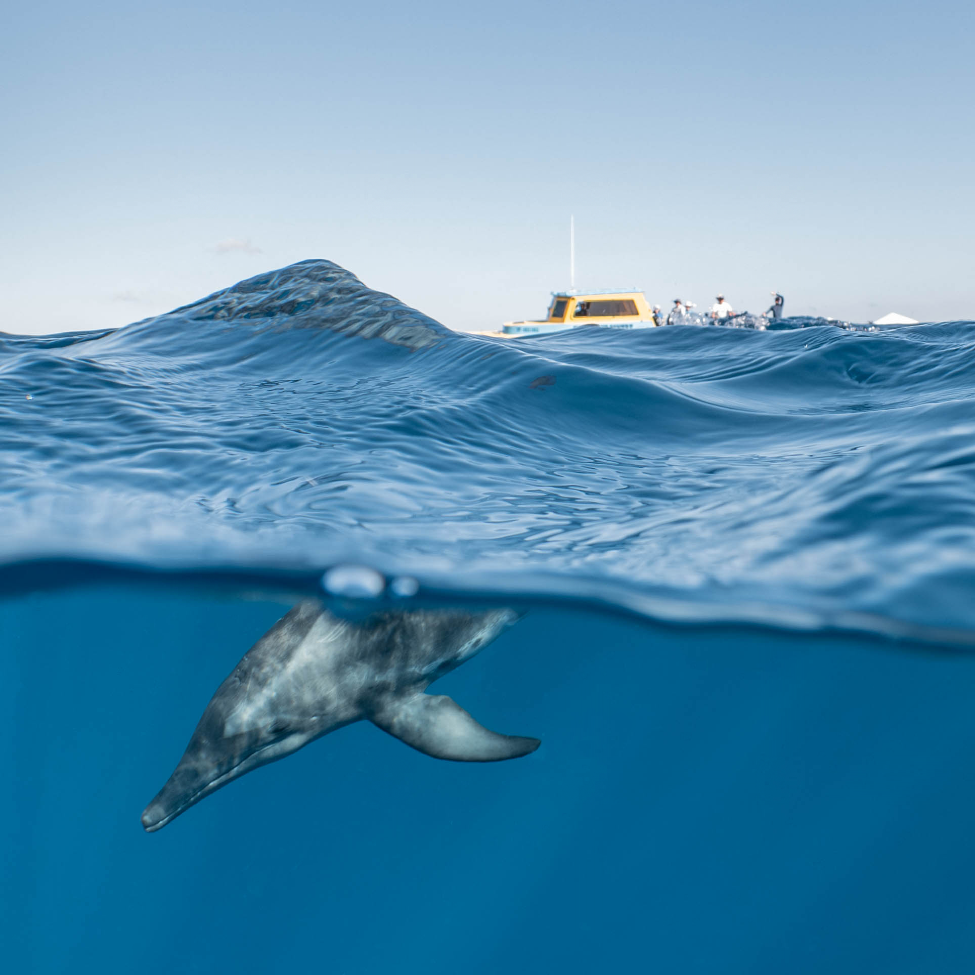 Mar Dolphins24.png