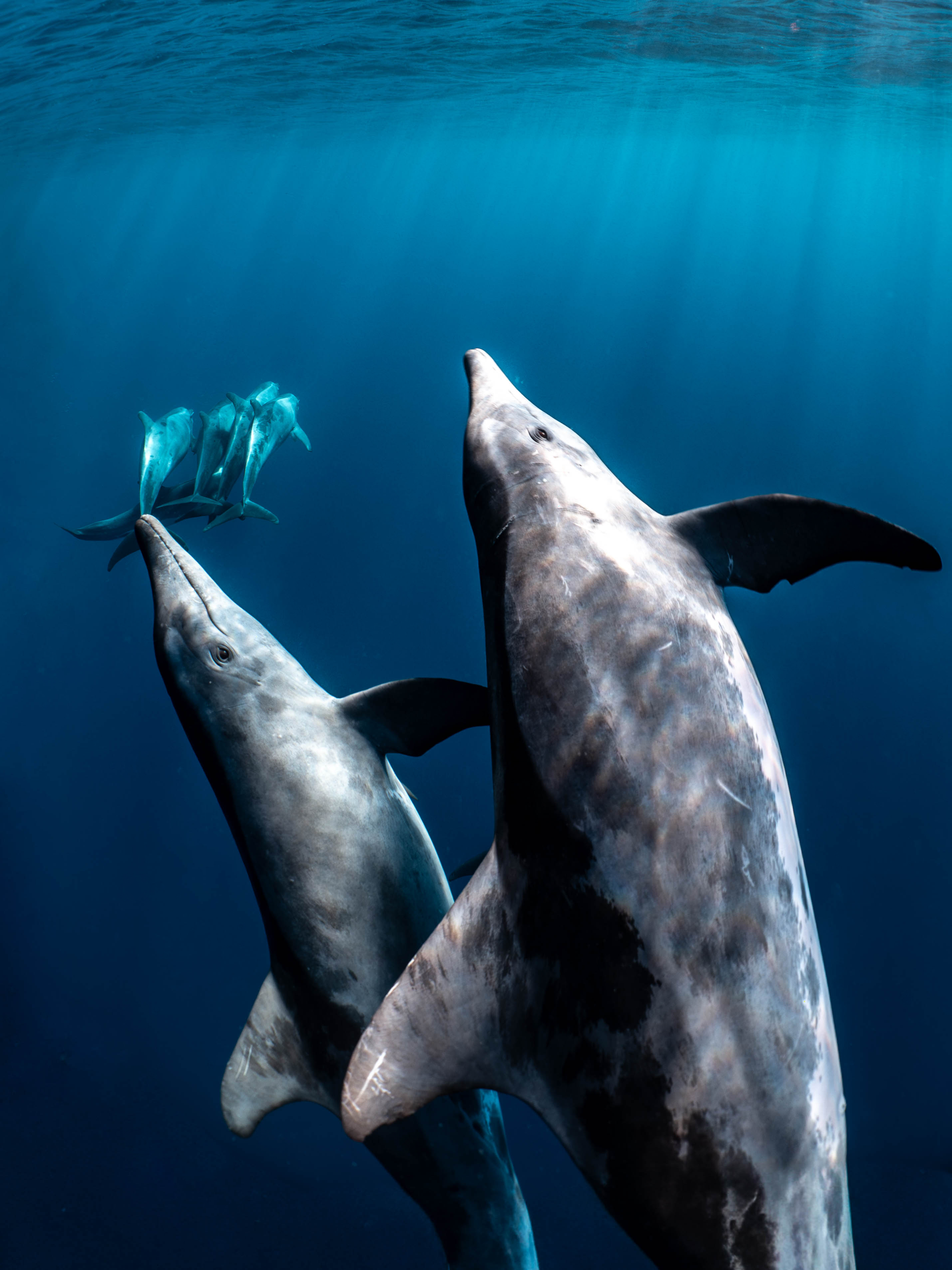 Mar Dolphins20.png