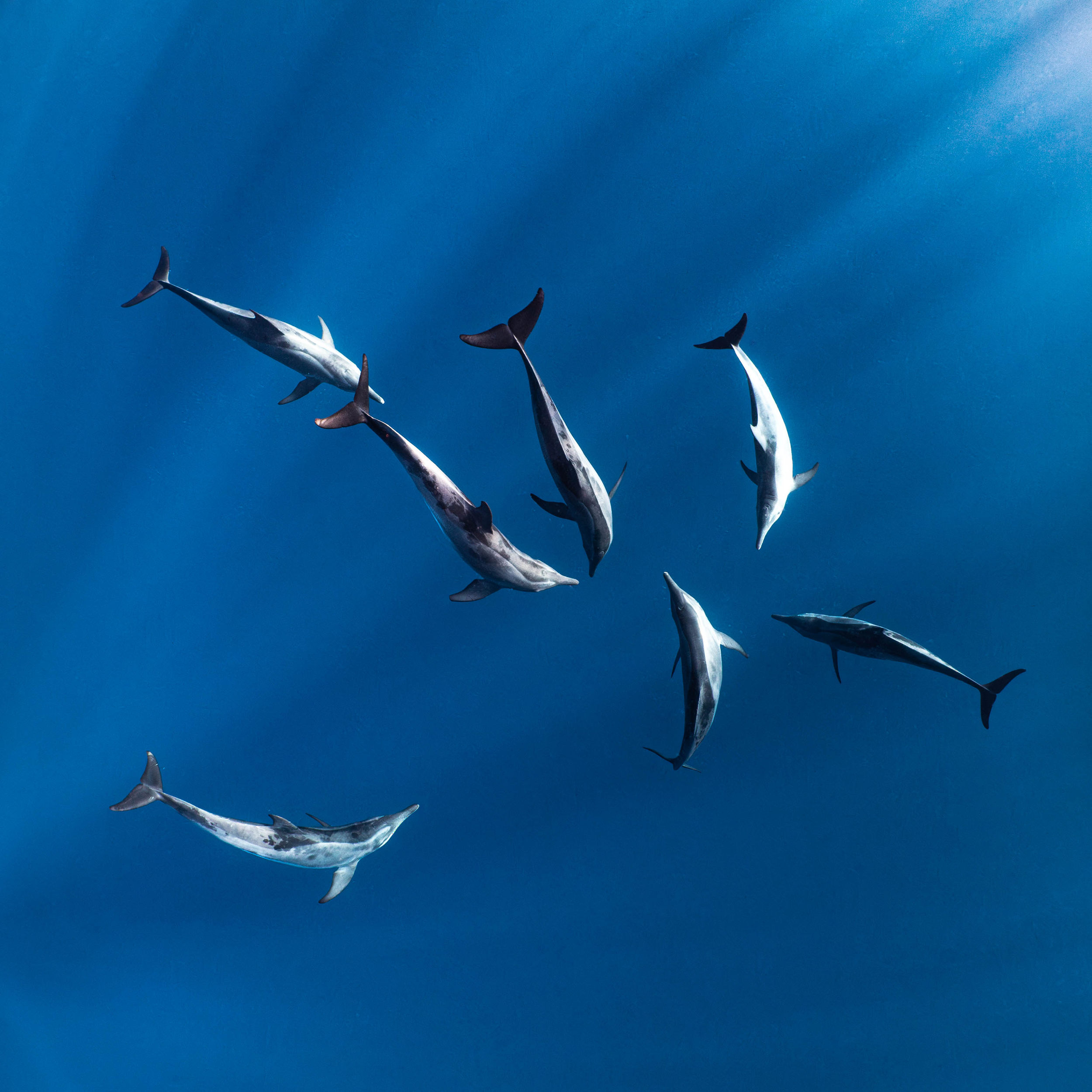 Mar Dolphins15.png