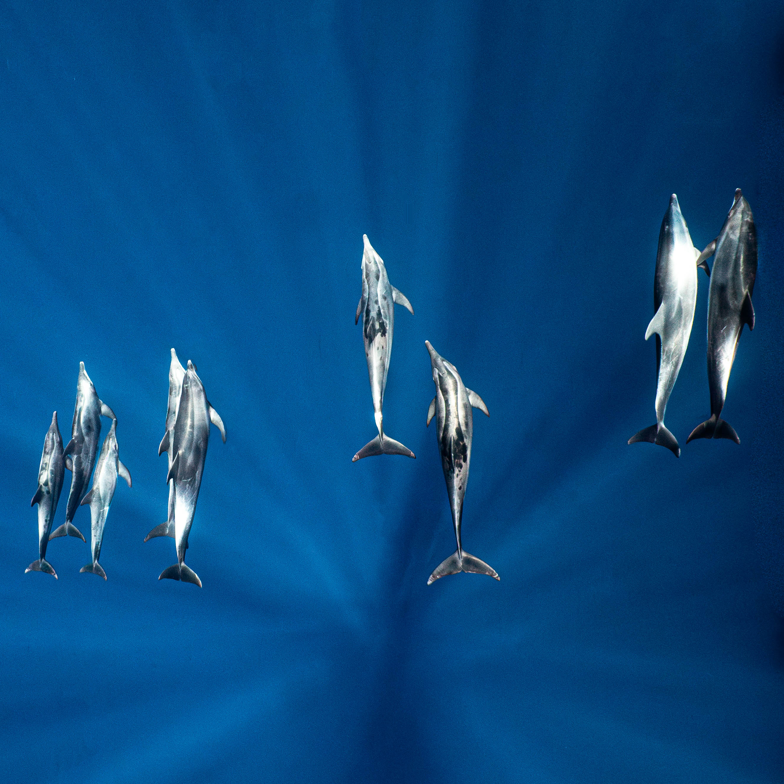 Mar Dolphins9.png