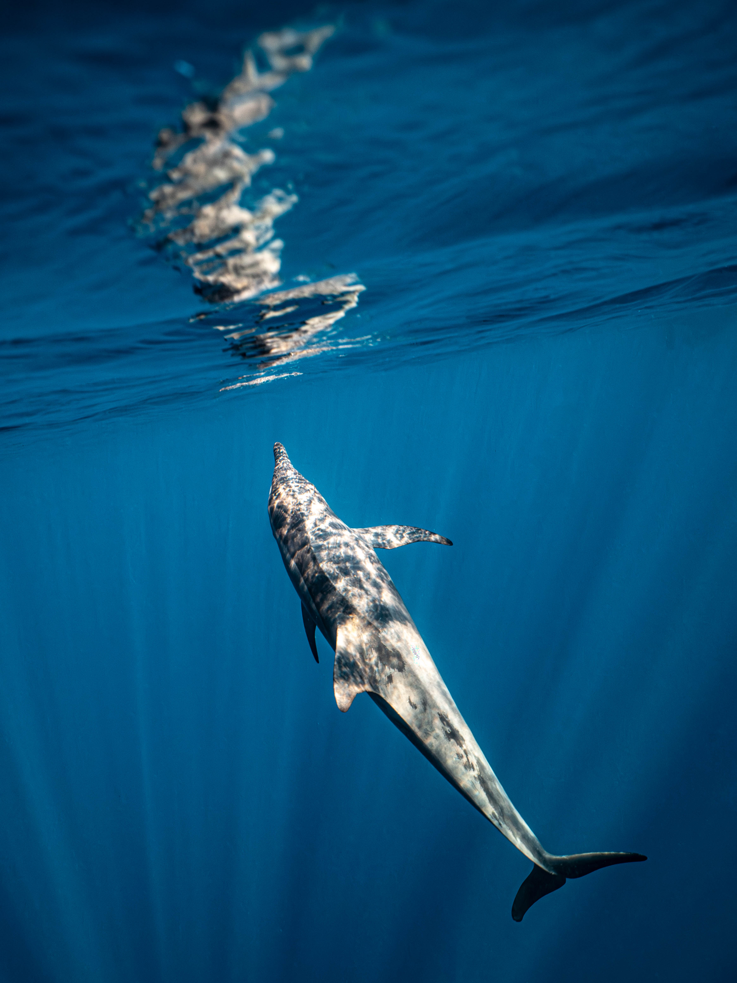 Mar Dolphins34.png