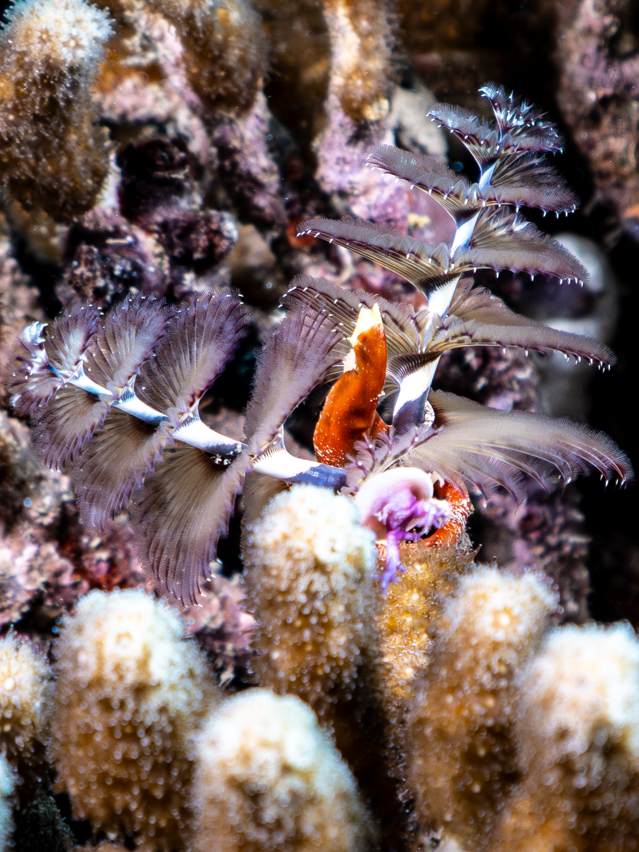GoEco Fish Survey18.png