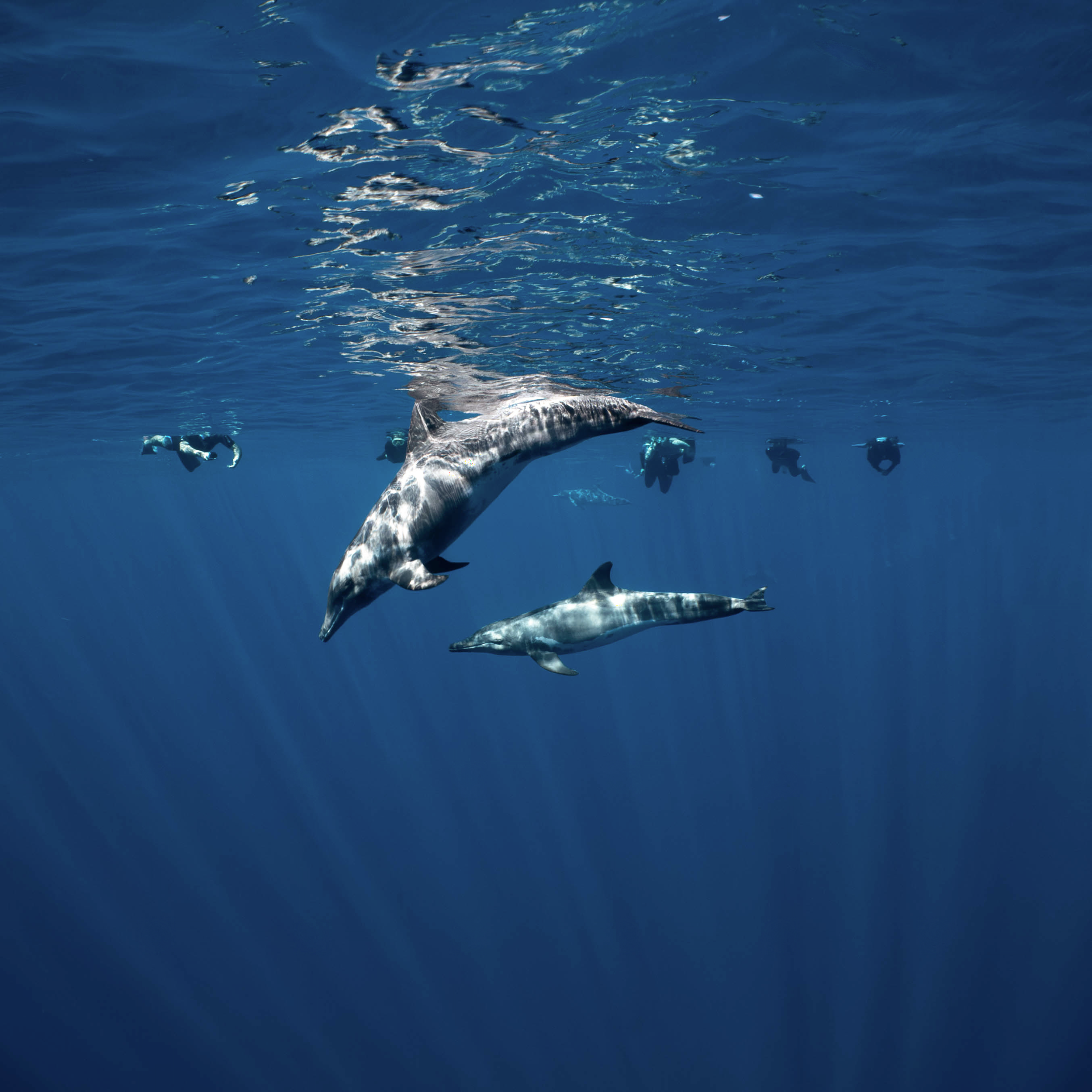 Mar Dolphins1.png