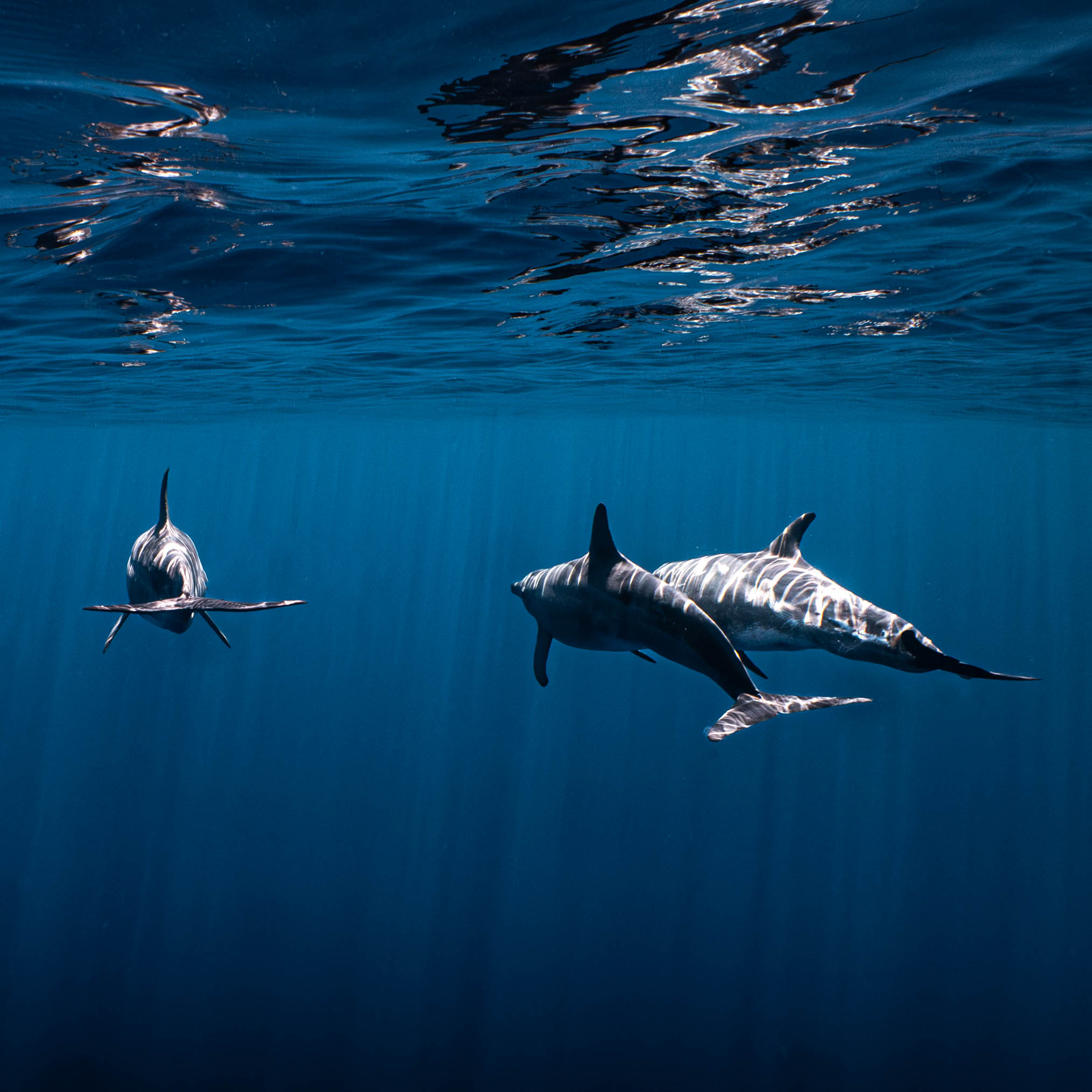 Mar Dolphins12.png