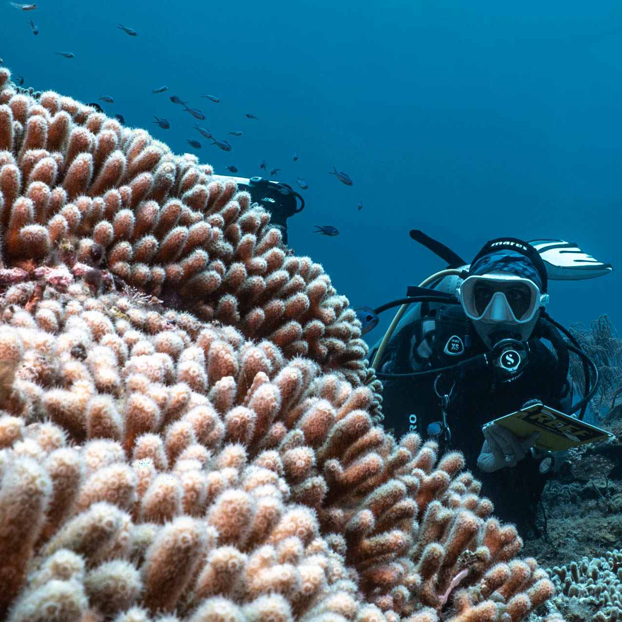GoEco Fish Survey13.png