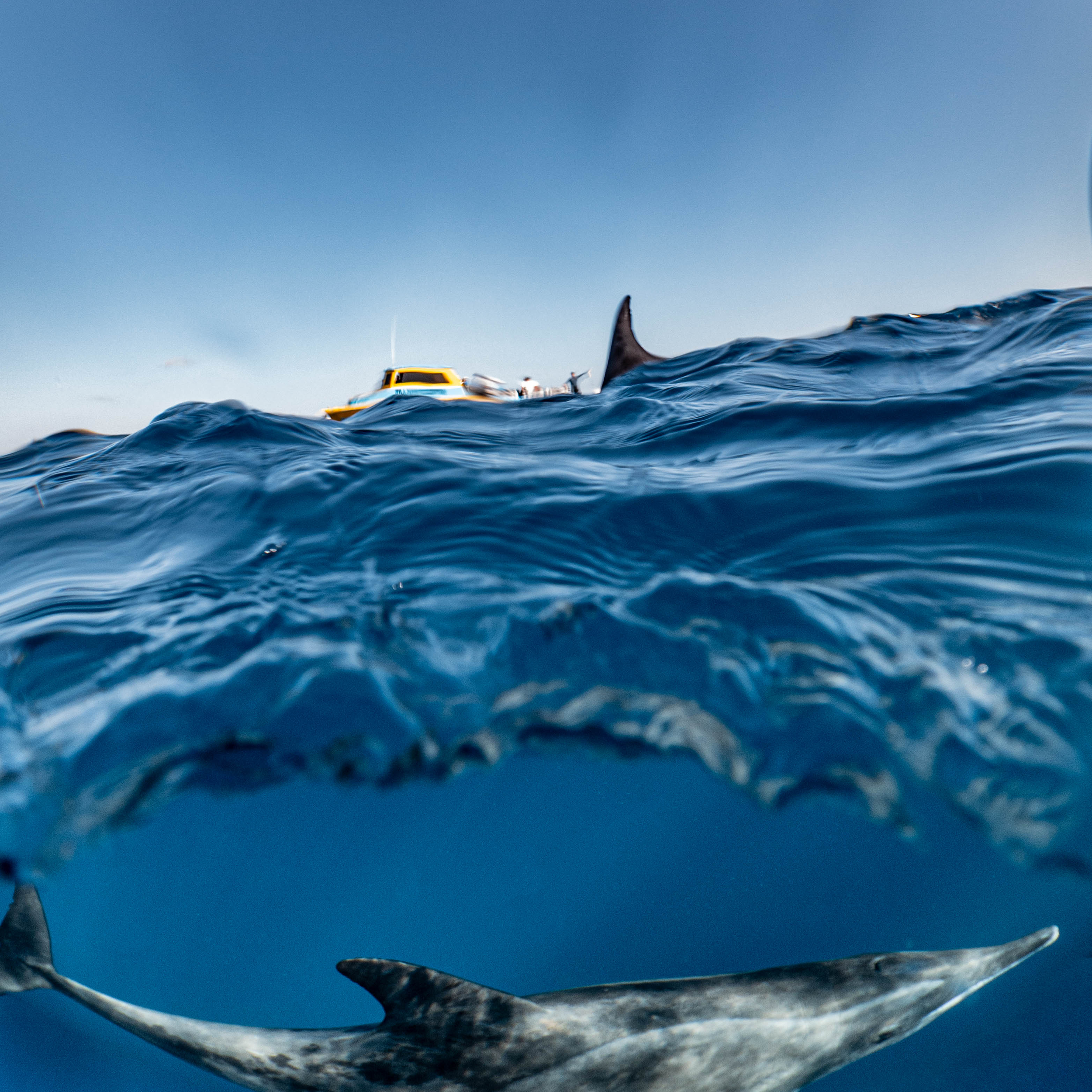 Mar Dolphins22.png