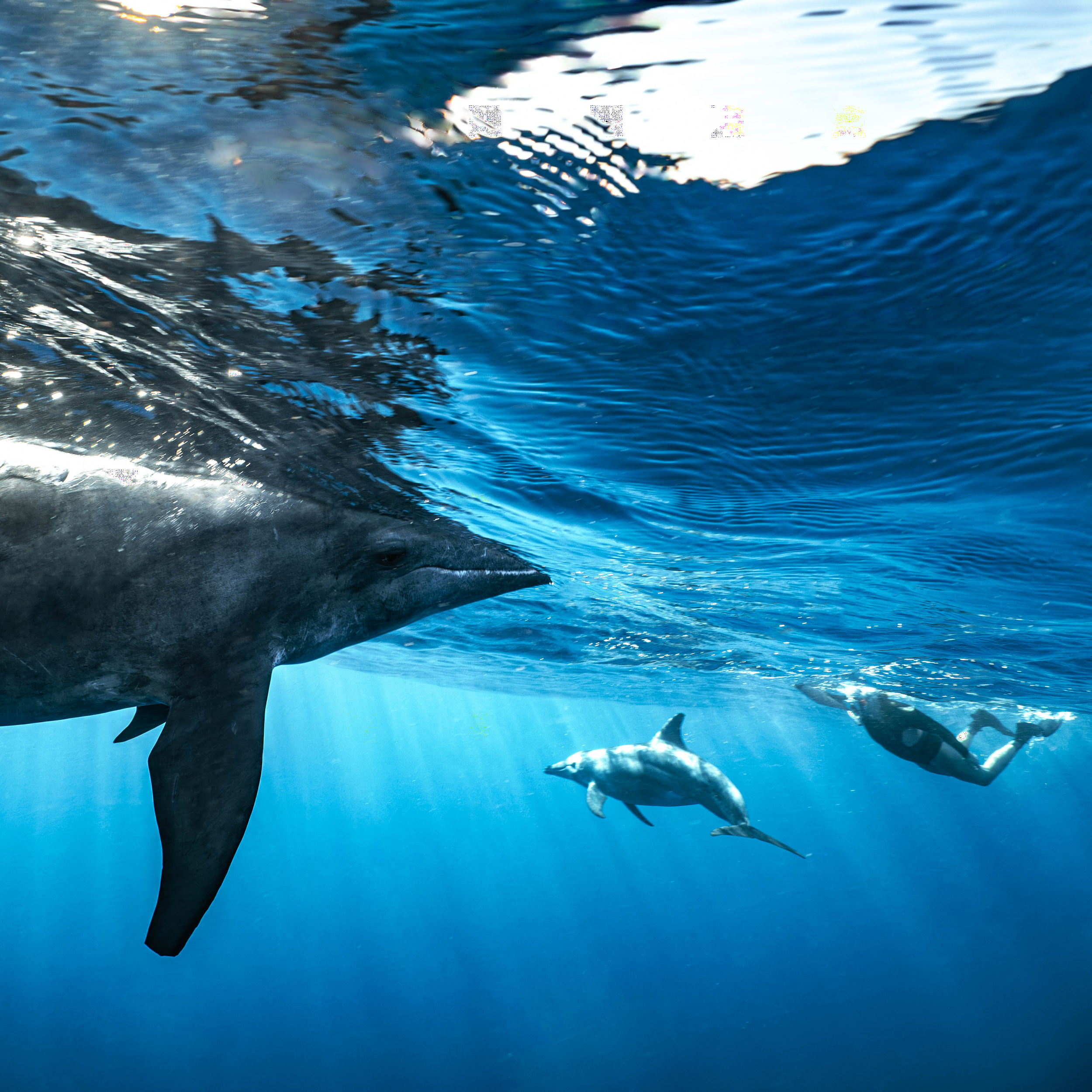 Mar Dolphins26.png