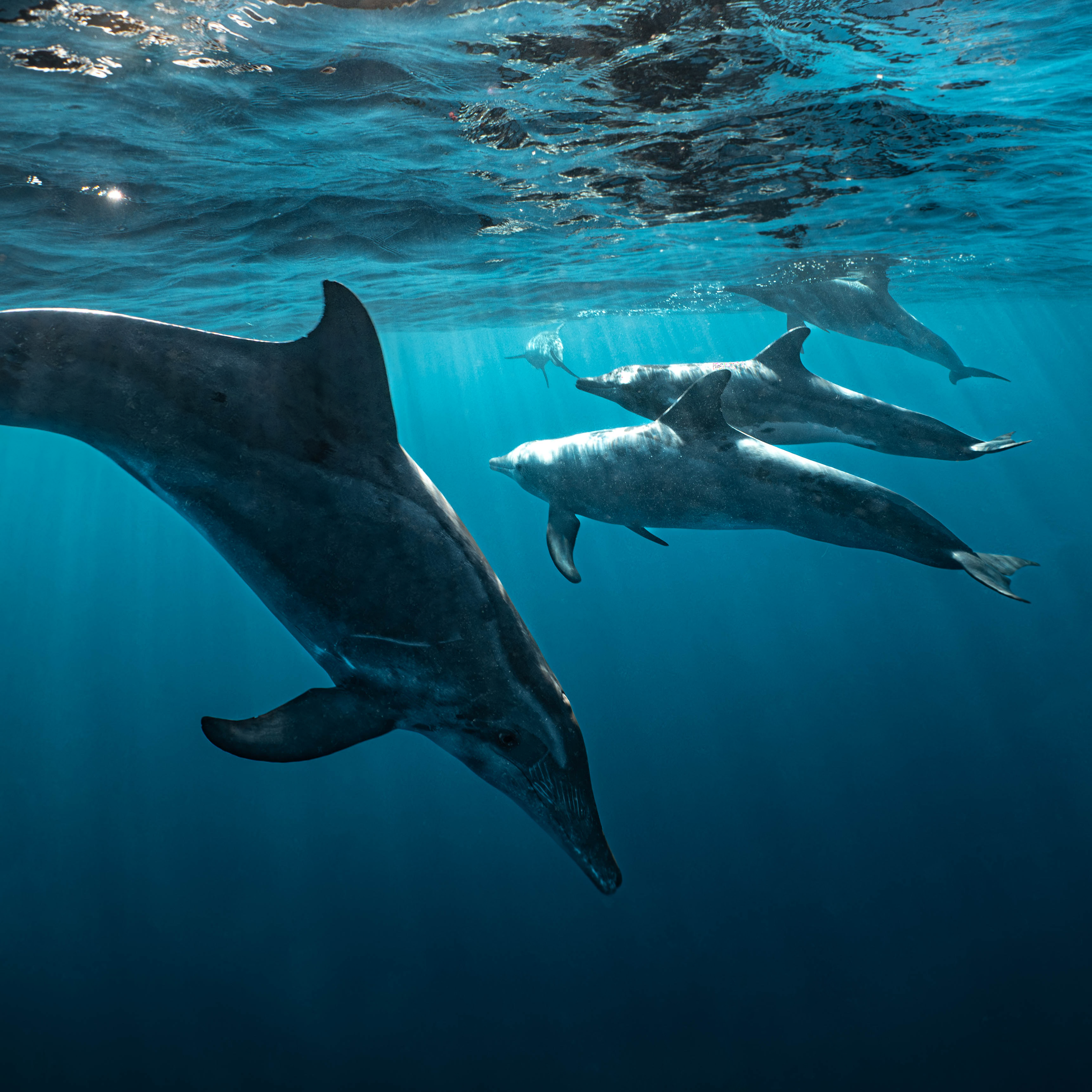 Mar Dolphins30.png