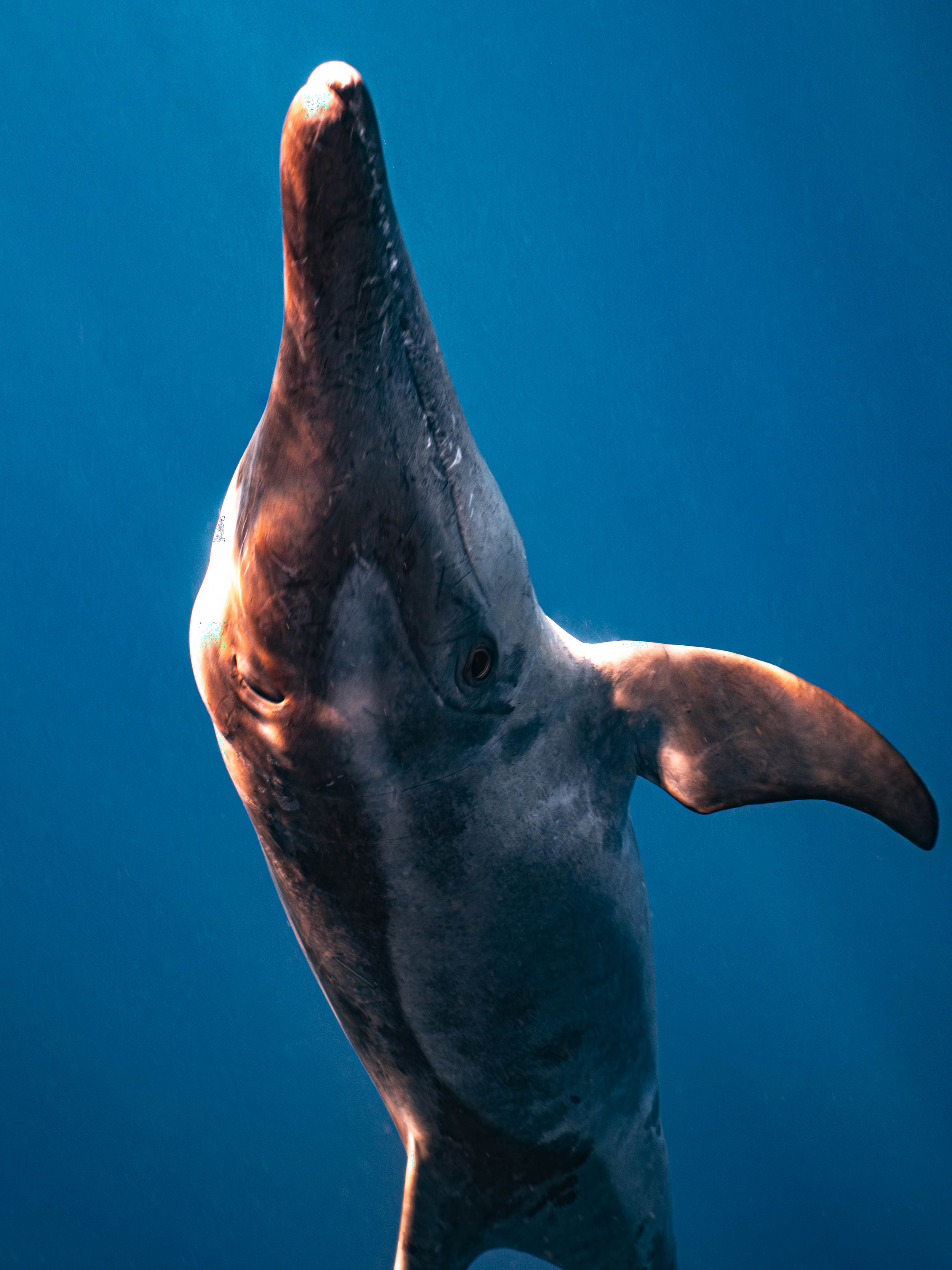Mar Dolphins36.png