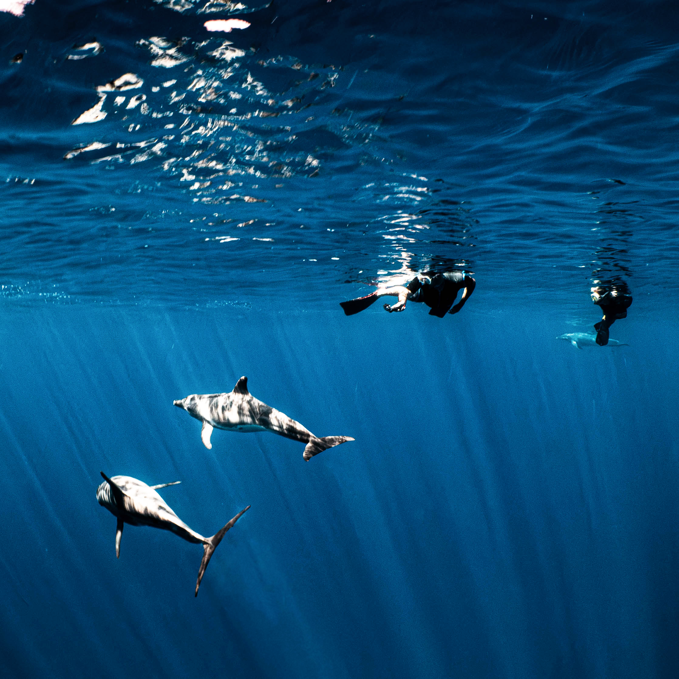 Mar Dolphins4.png