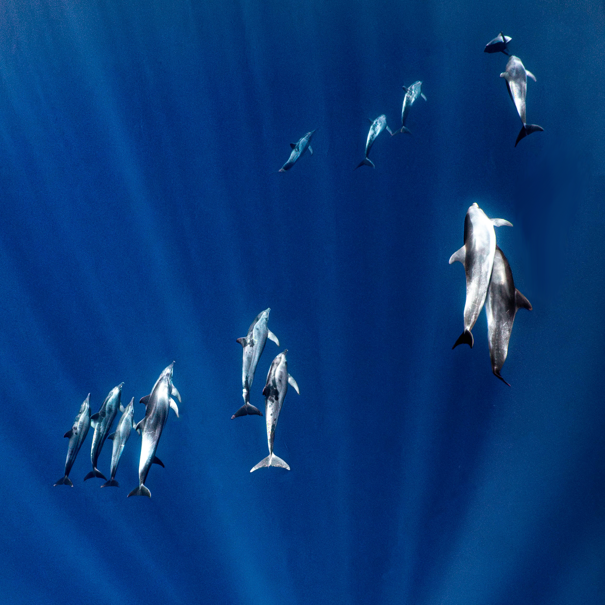 Mar Dolphins11.png