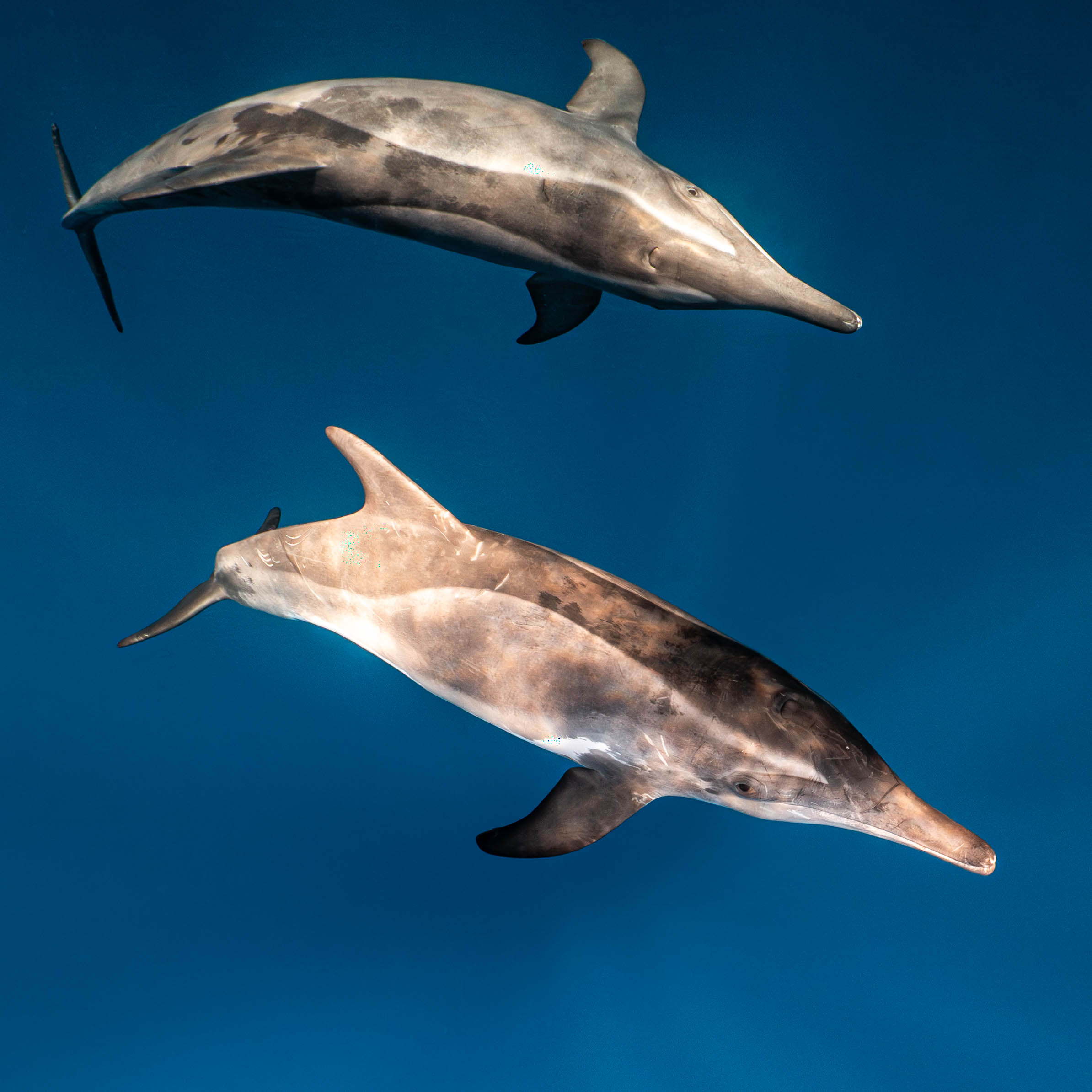 Mar Dolphins33.png