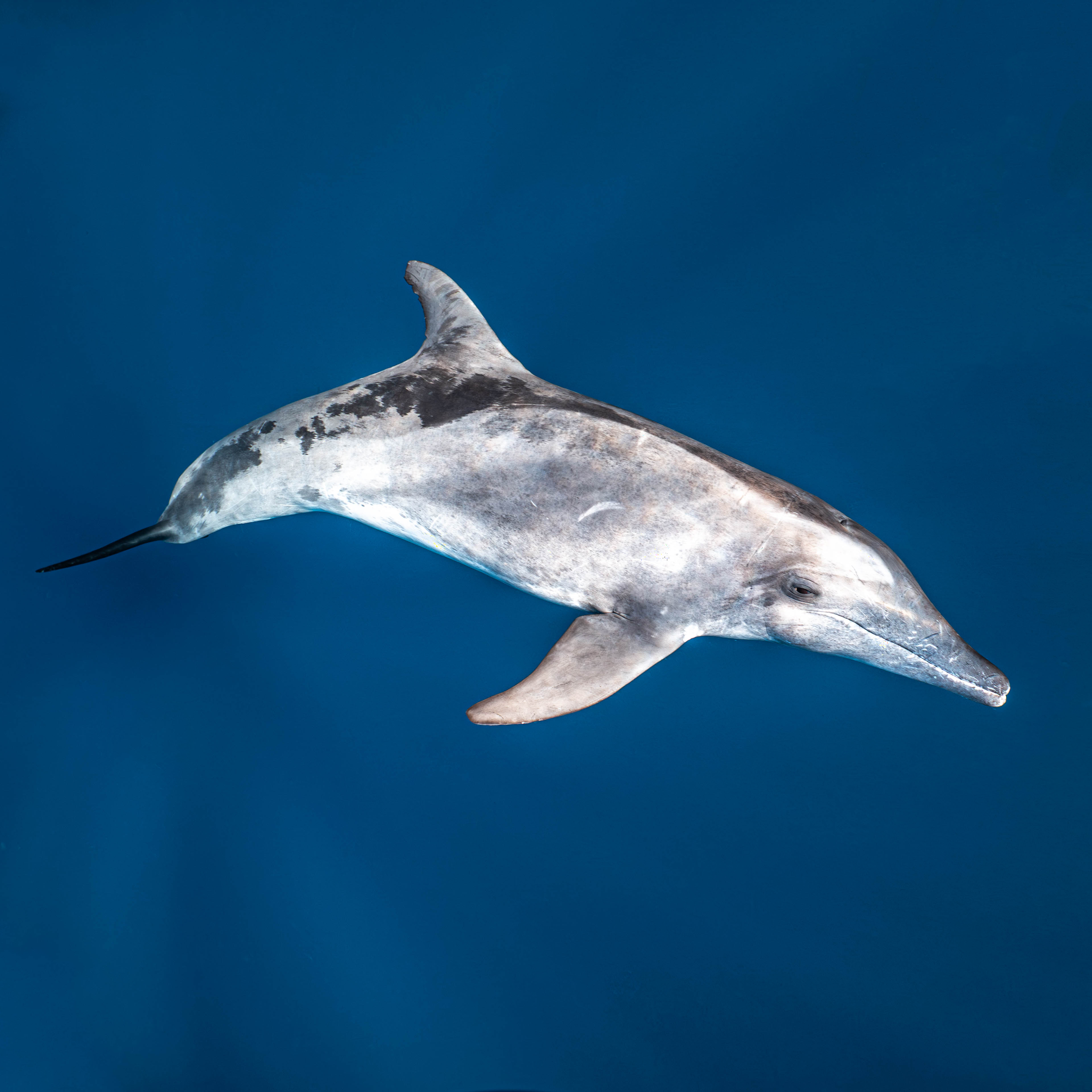 Mar Dolphins28.png
