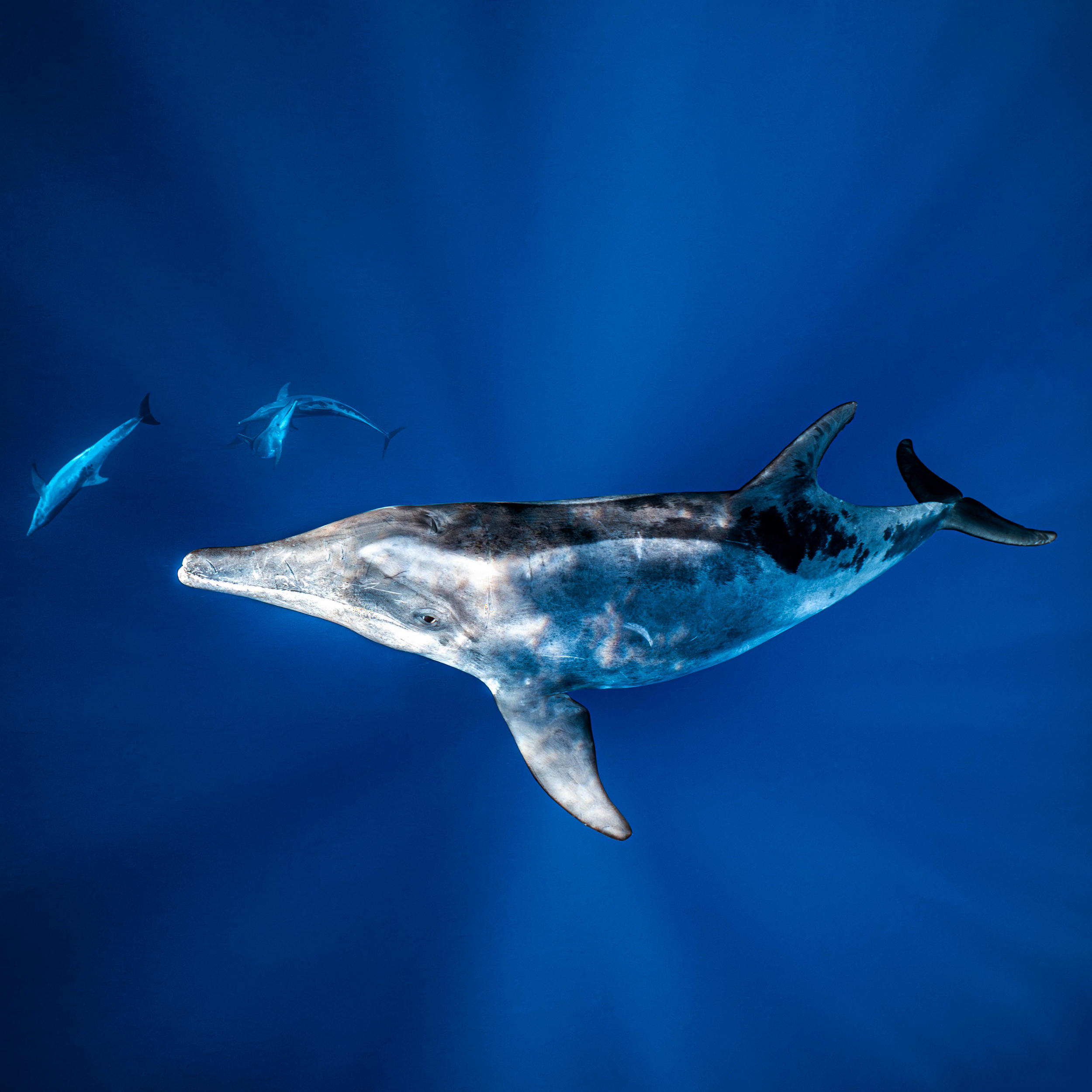 Mar Dolphins27.png