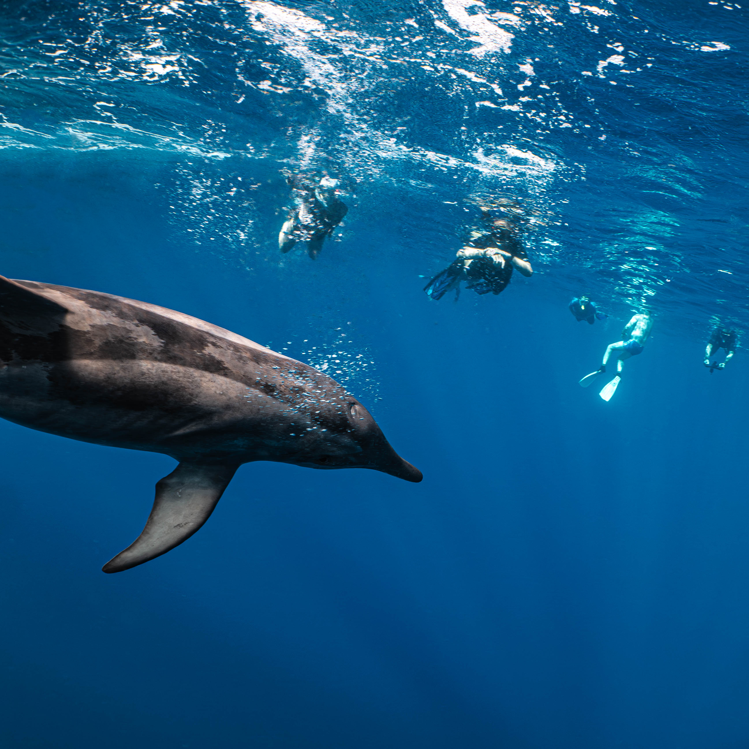 Mar Dolphins21.png