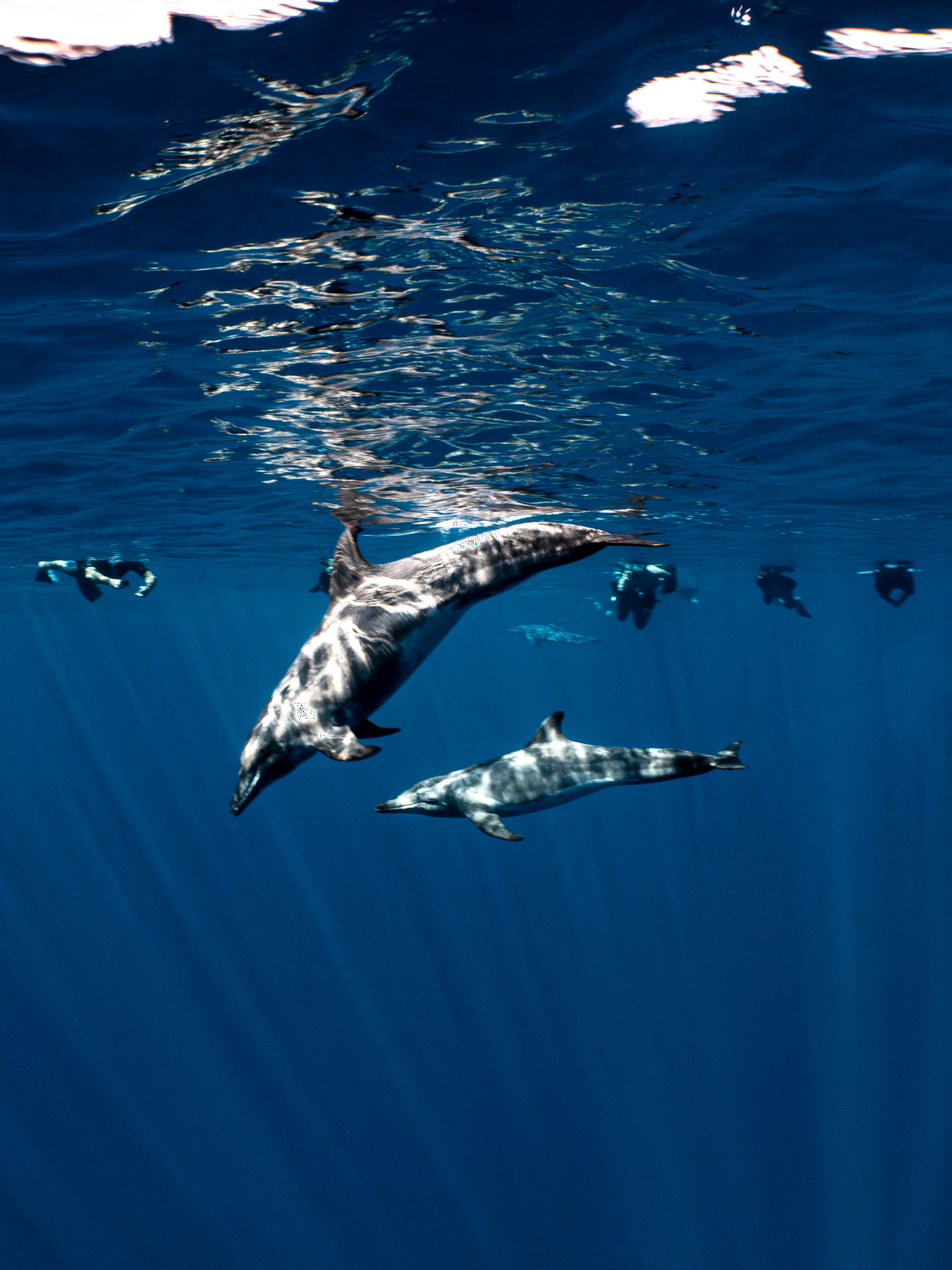 Mar Dolphins2.png