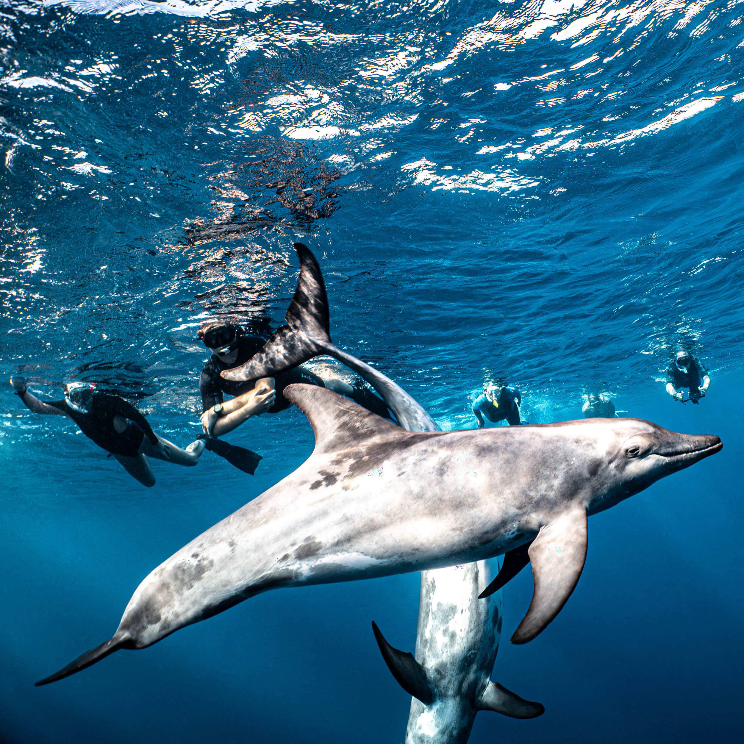 Mar Dolphins23.png