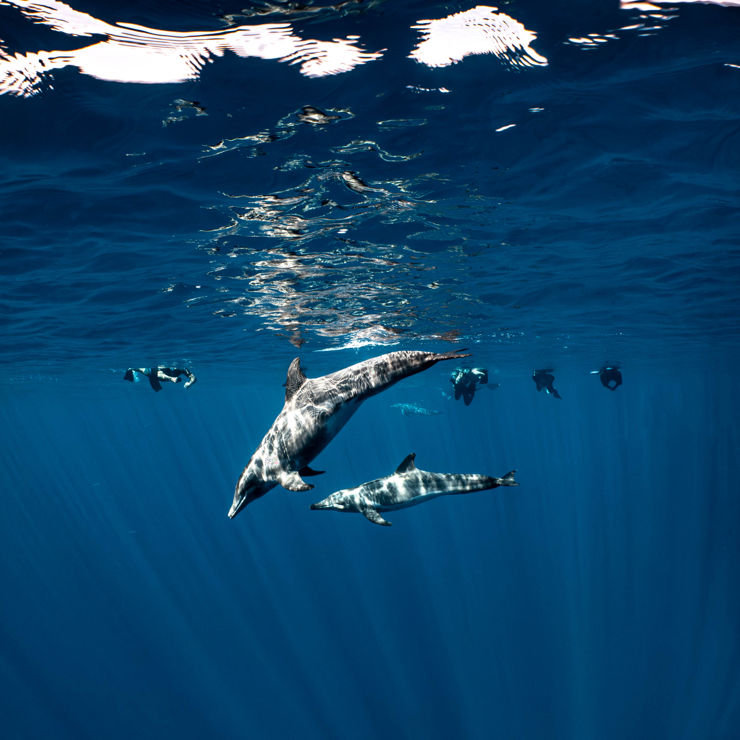 Mar Dolphins3.png