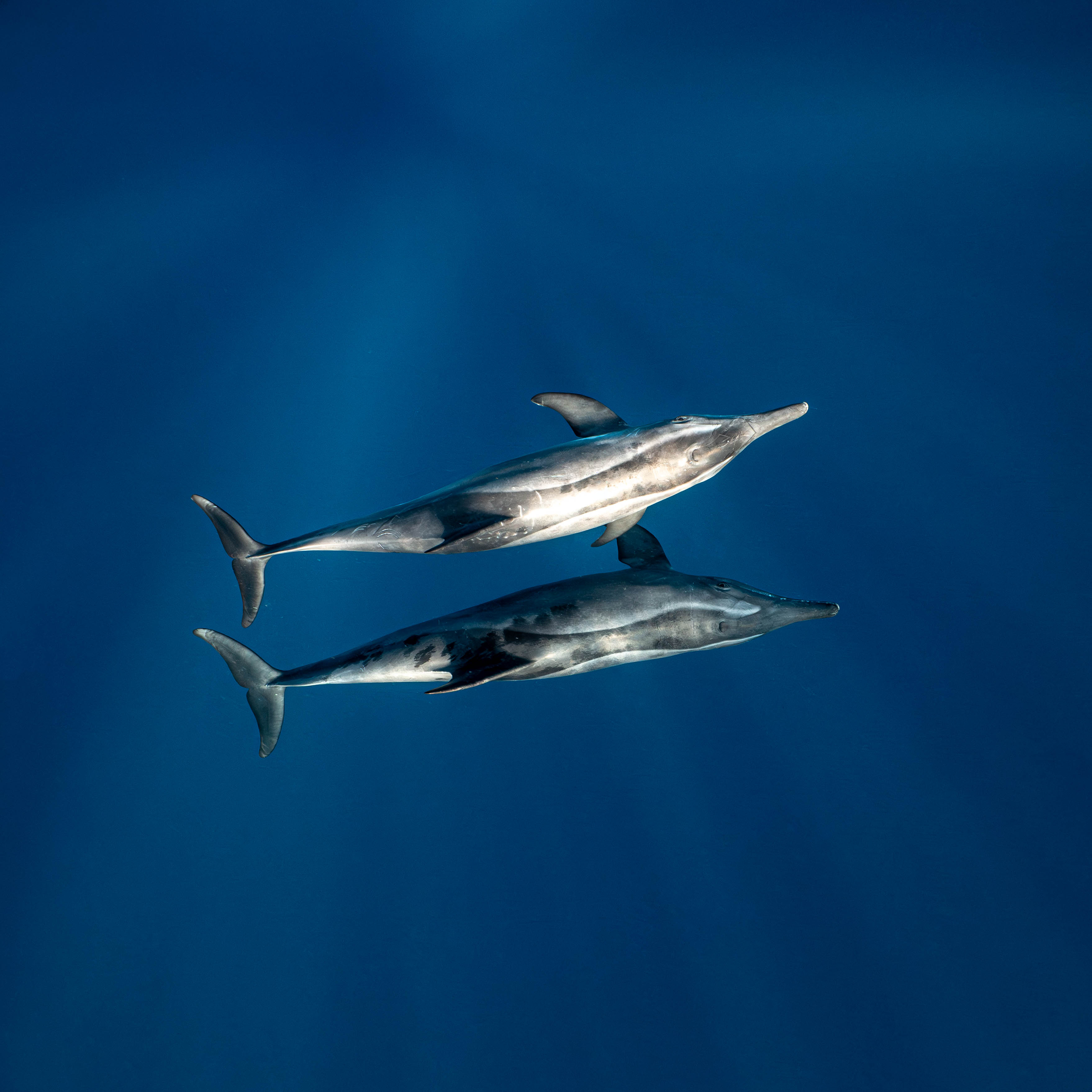 Mar Dolphins31.png