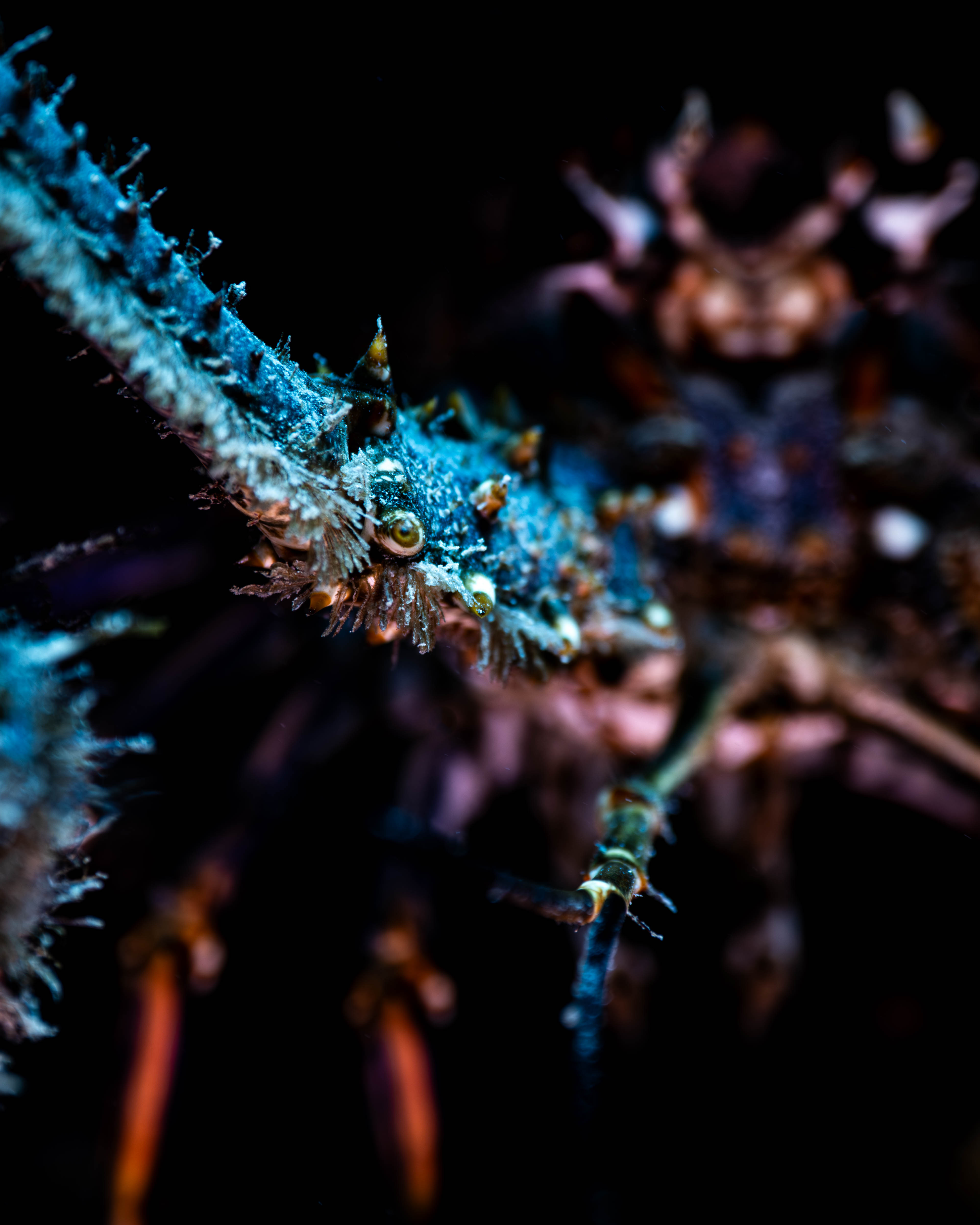 creatures12.png