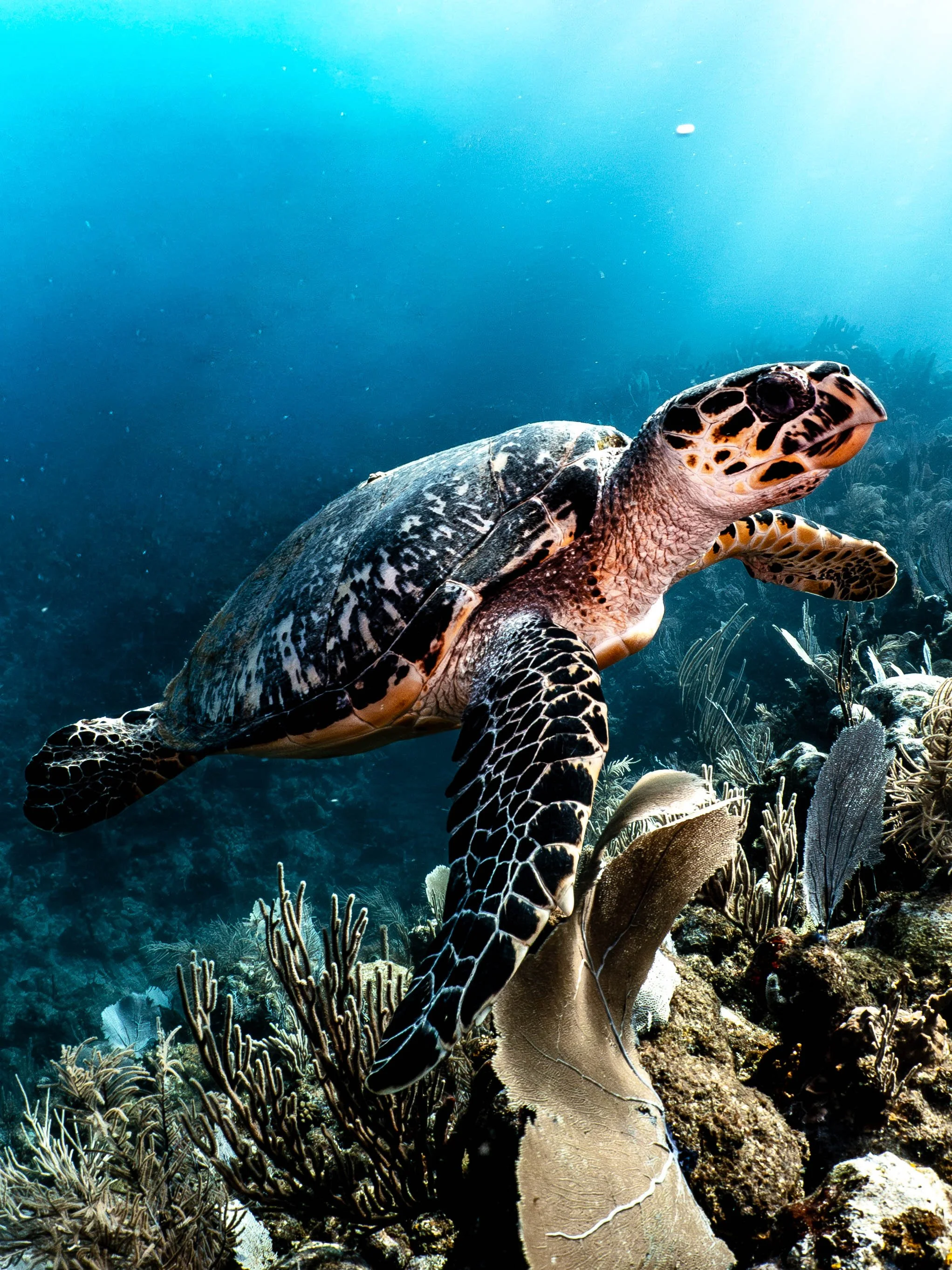 turtle-1.jpg