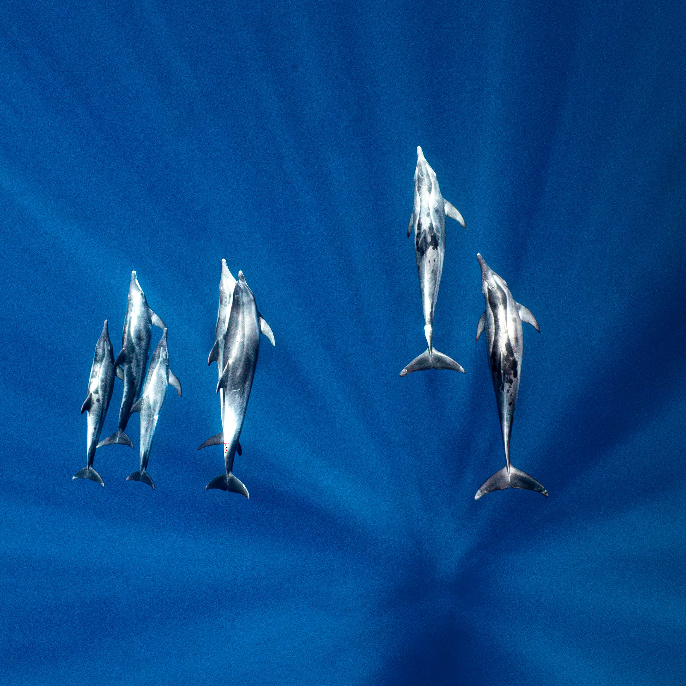 Mar Dolphins10.png