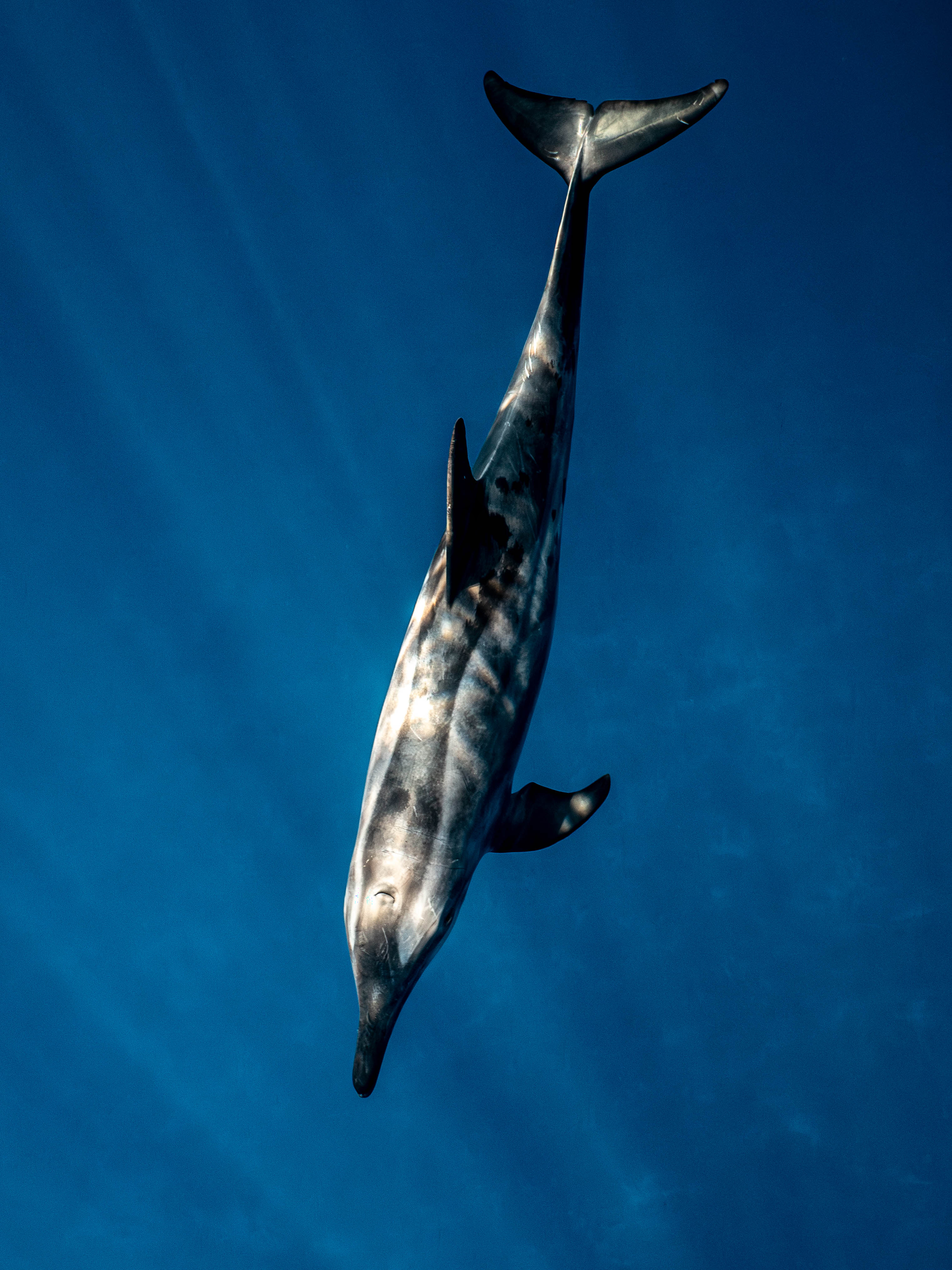 Mar Dolphins6.png