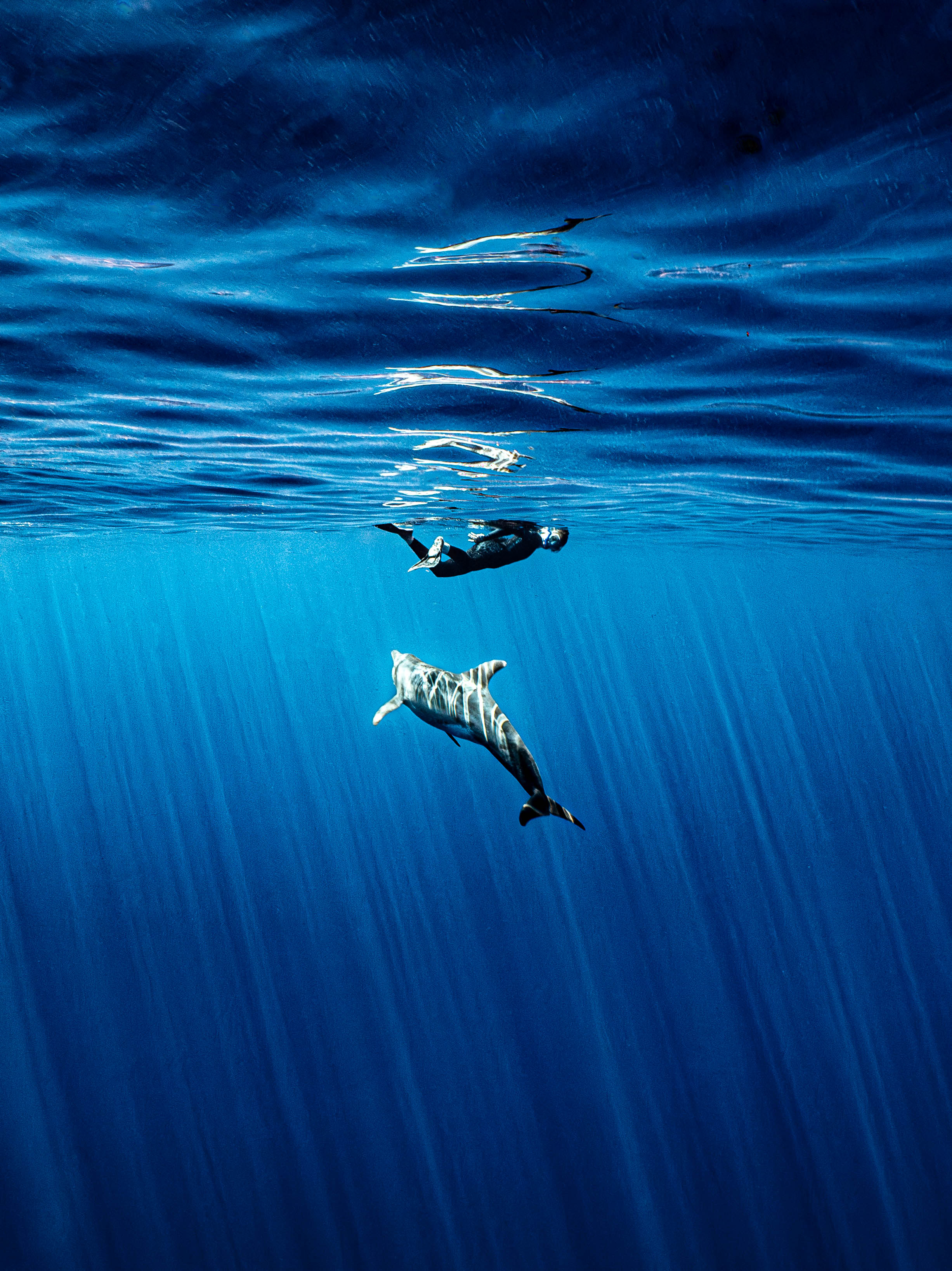 Mar Dolphins5.png
