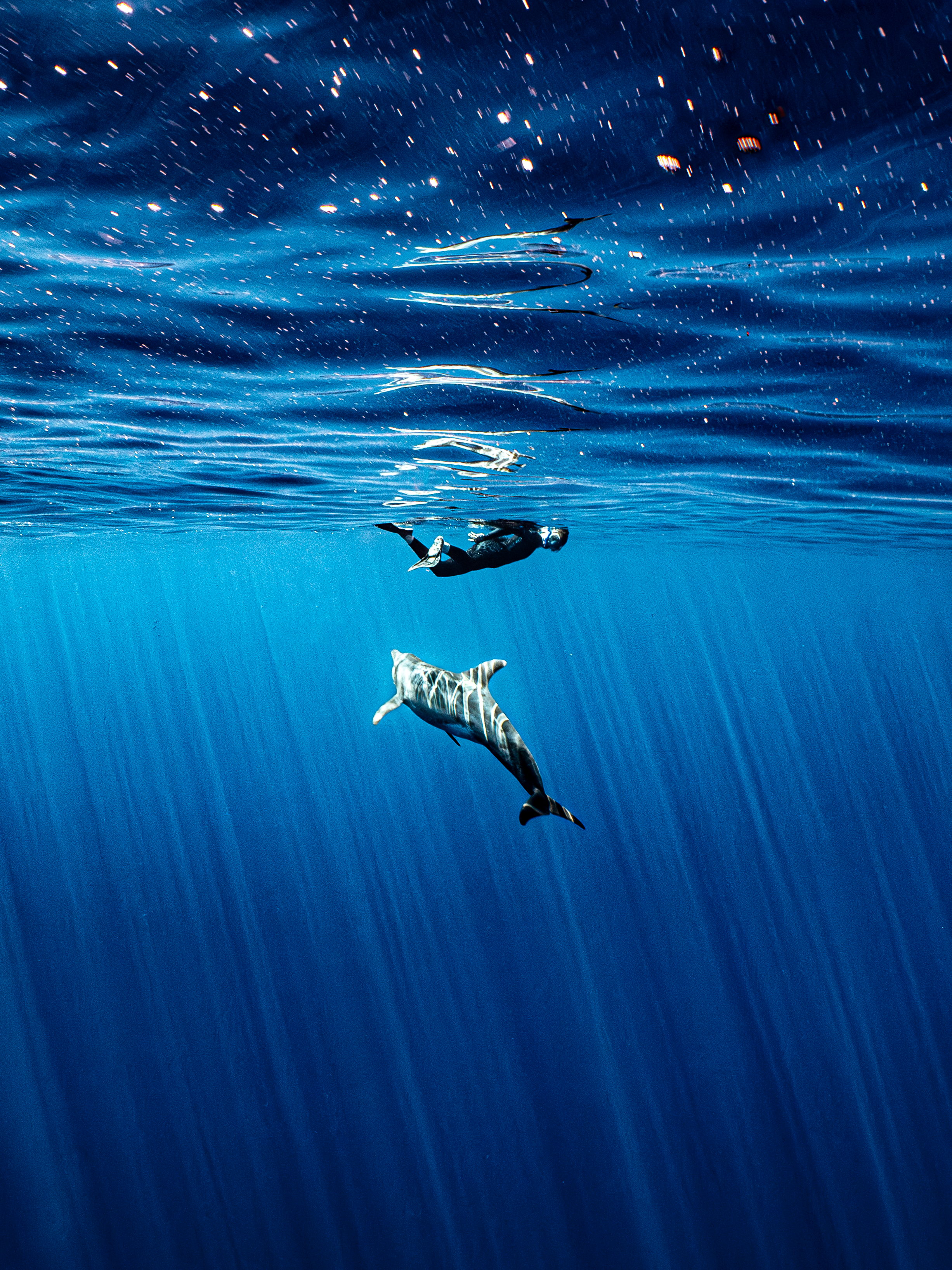 Mar Dolphins14.png
