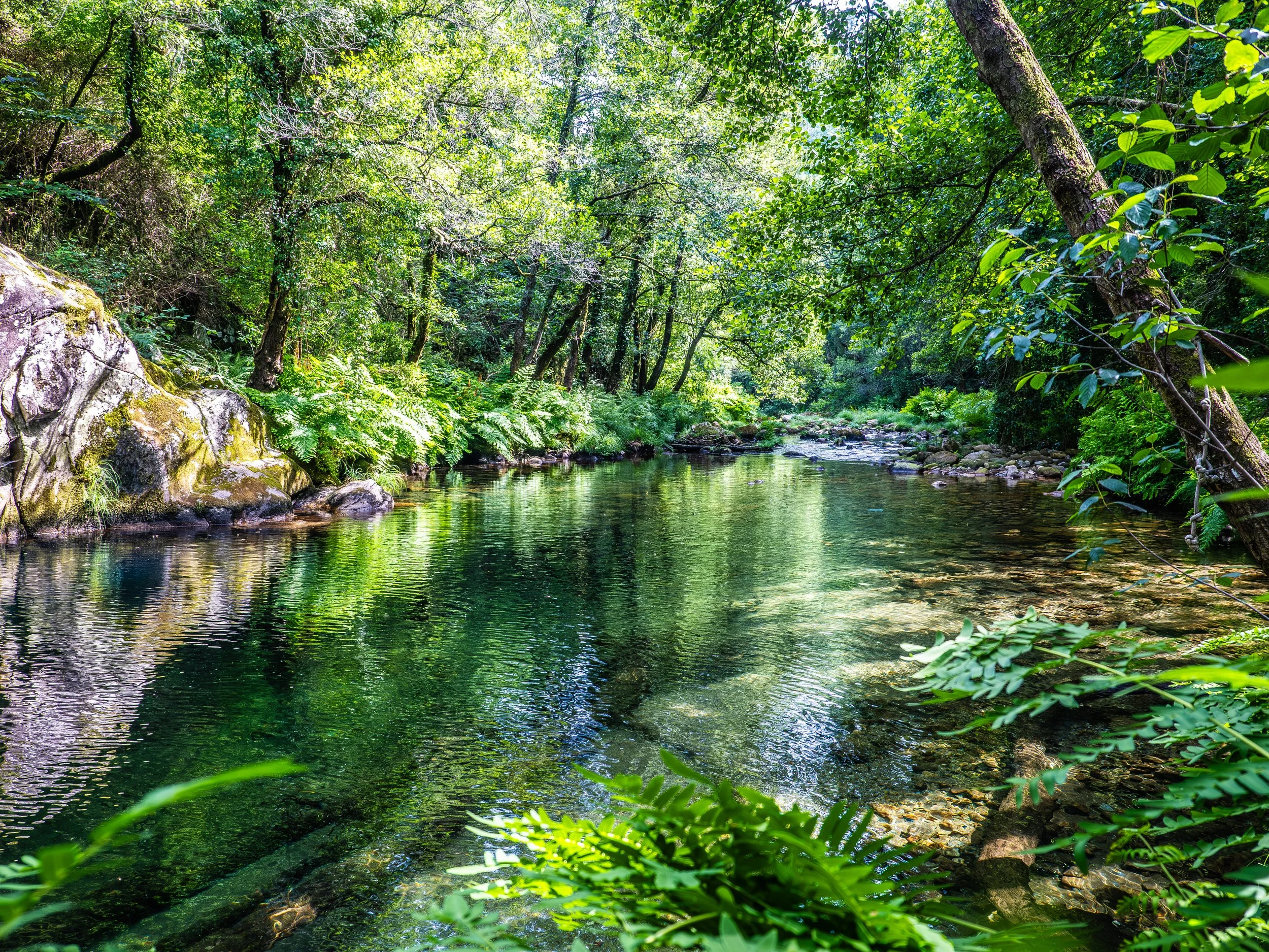 Imagem de uma floresta com árvores verdes e um rio tranquilo ao fundo.