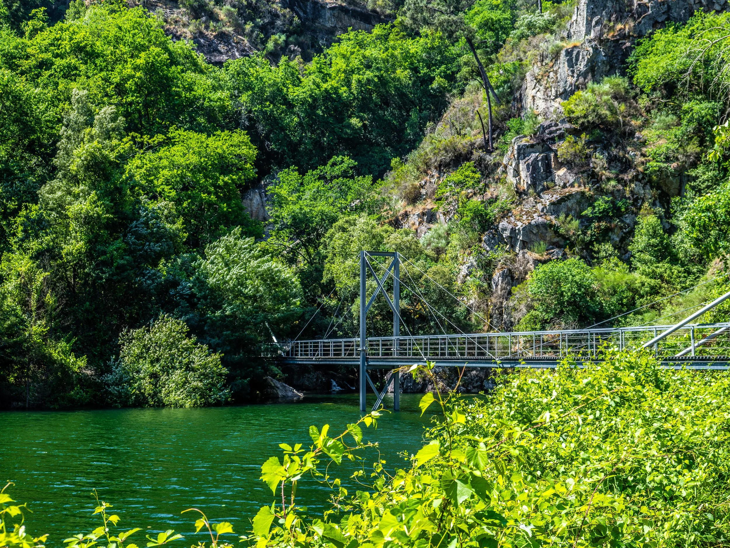 Paisagem com rio de água verde ao fundo, rodeada por árvores e vegetação densa, com uma ponte suspensa na margem do rio.