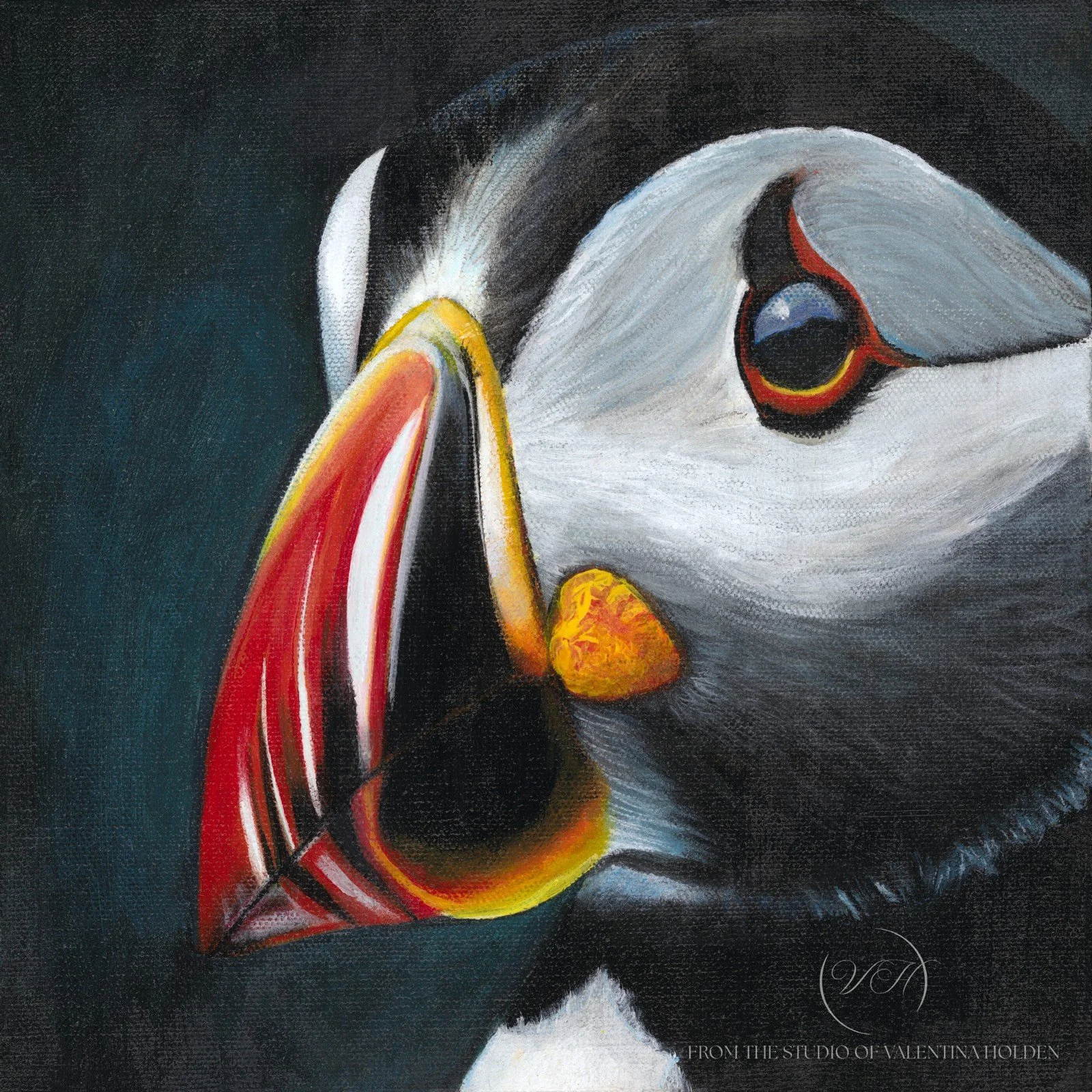 Elliston Puffin — Signed Fine Art Print