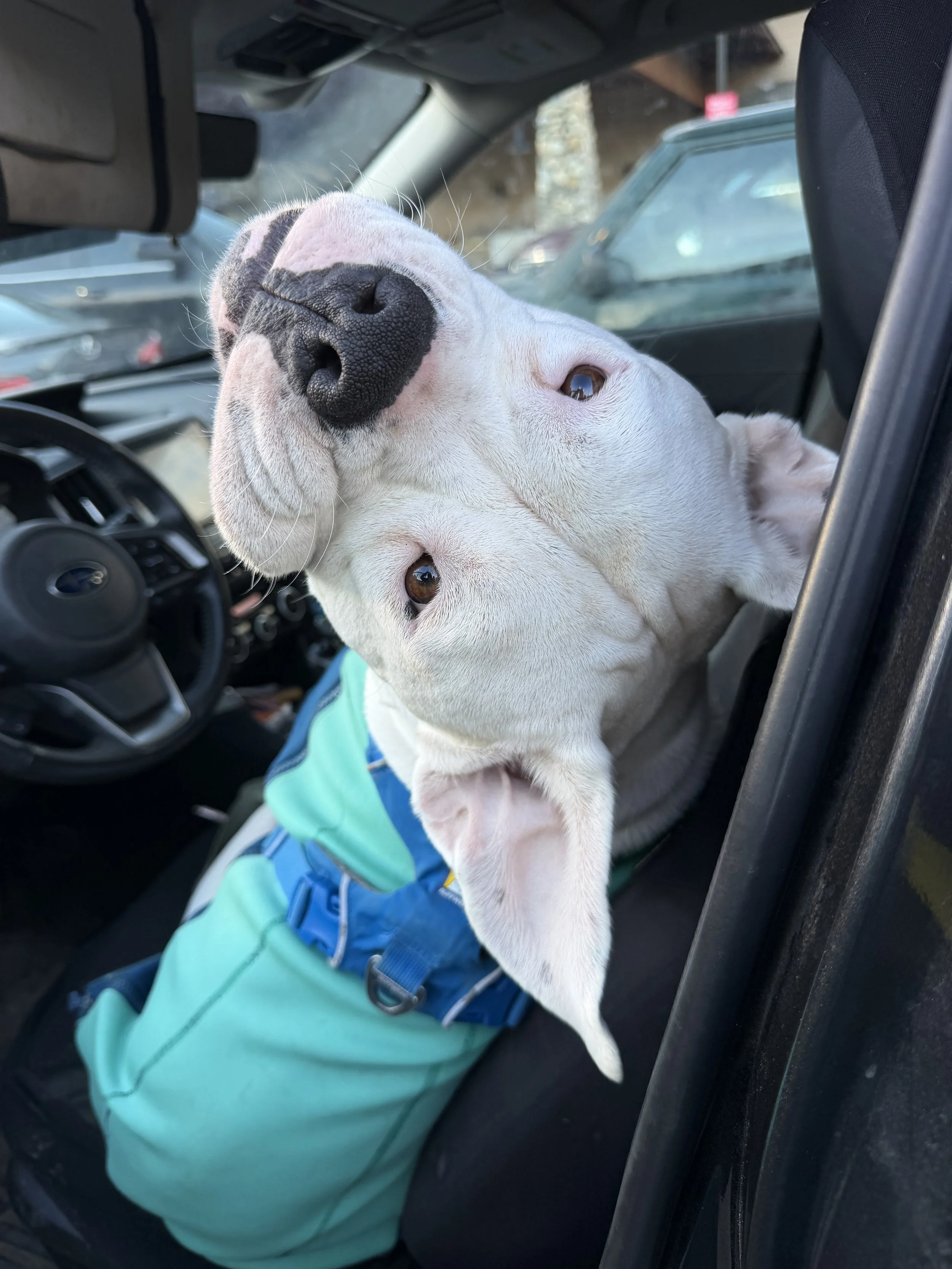 A white dog with black markings on its nose, lying upside down in the front seat of a car, wearing a teal jacket, with other vehicles visible through the window.