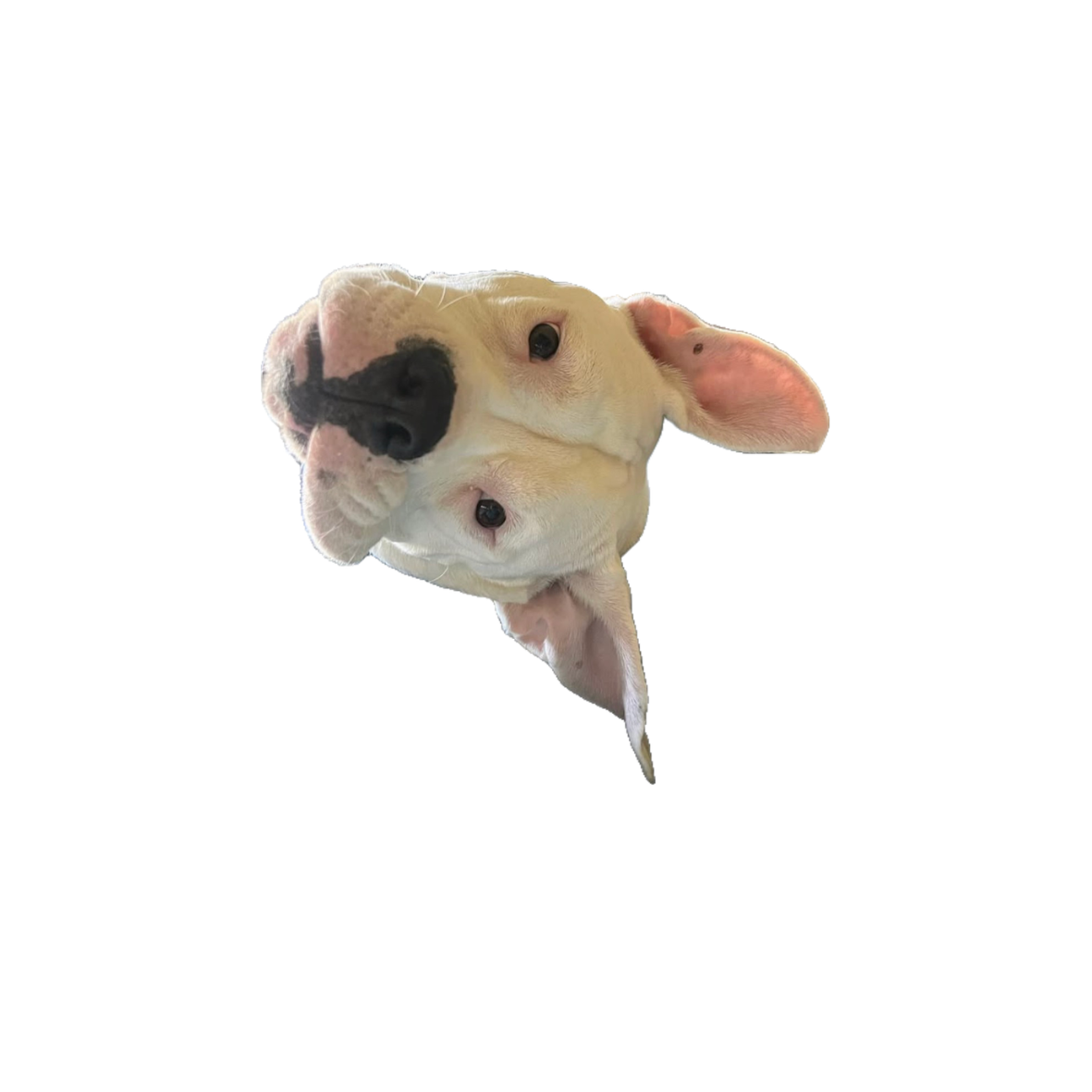 Petey Head Tilt Sticker