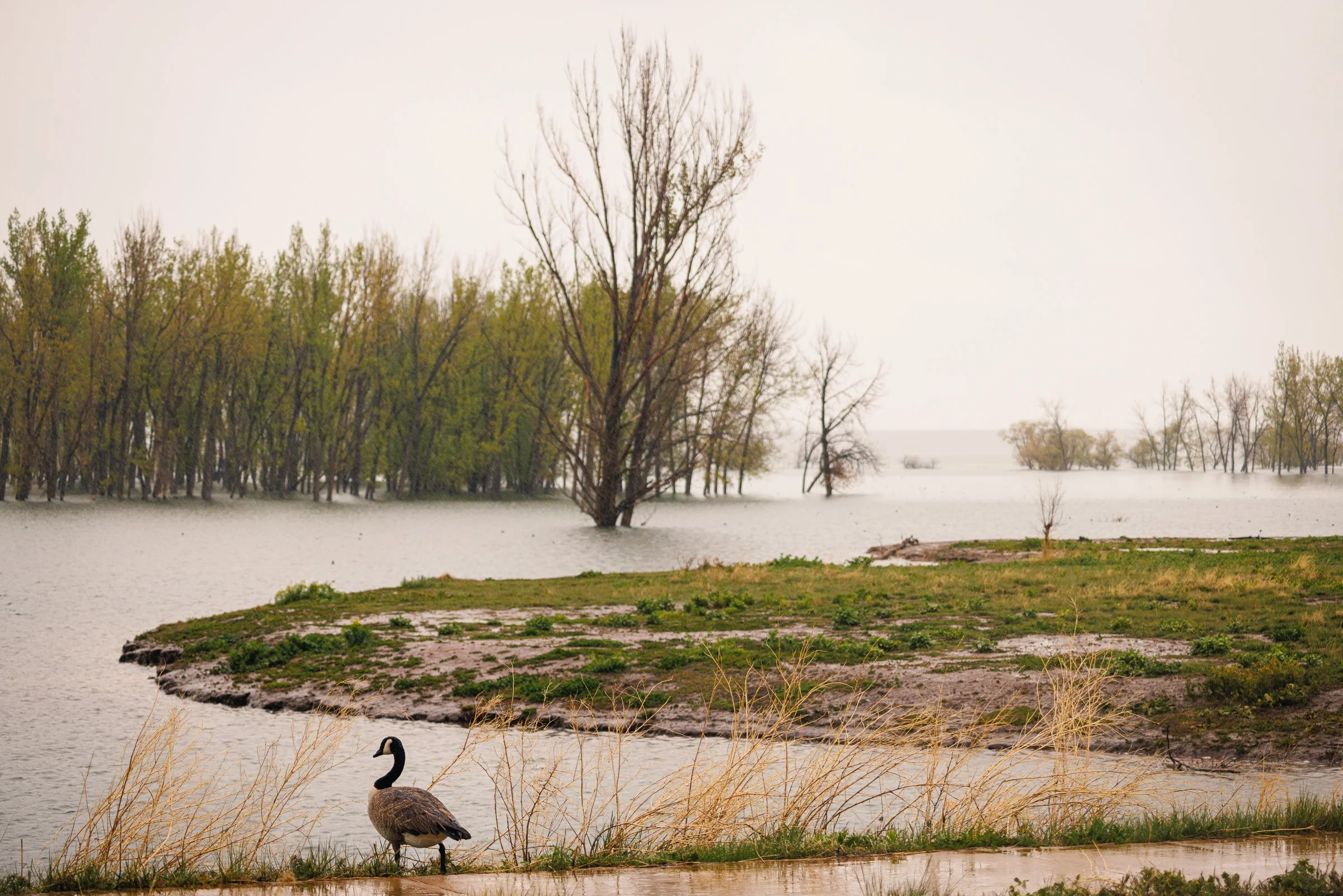Where the Water Rests — Chatham Reservoir Colorado Fine Art Photography