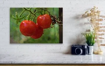 before-the-harvest-ripe-tomatoes-on-a-vine-robert-niemeier (1).jpg